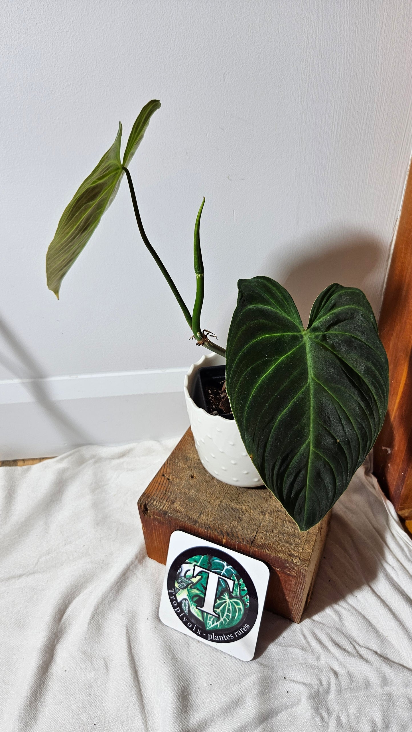 Philodendron Splendide (PHI-592)