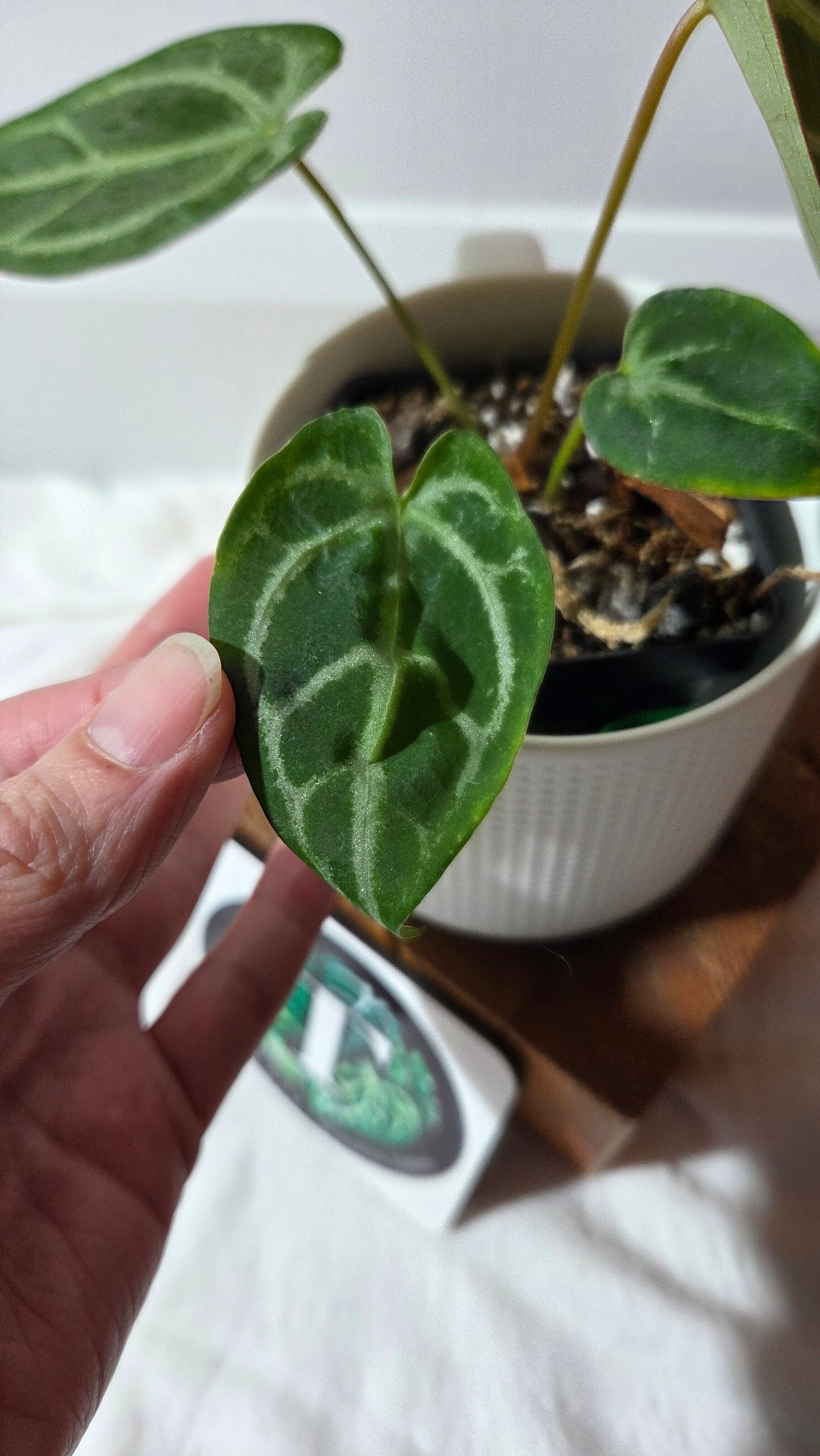 Anthurium Magnificum Radiante "format PETIT"(ANT-647)