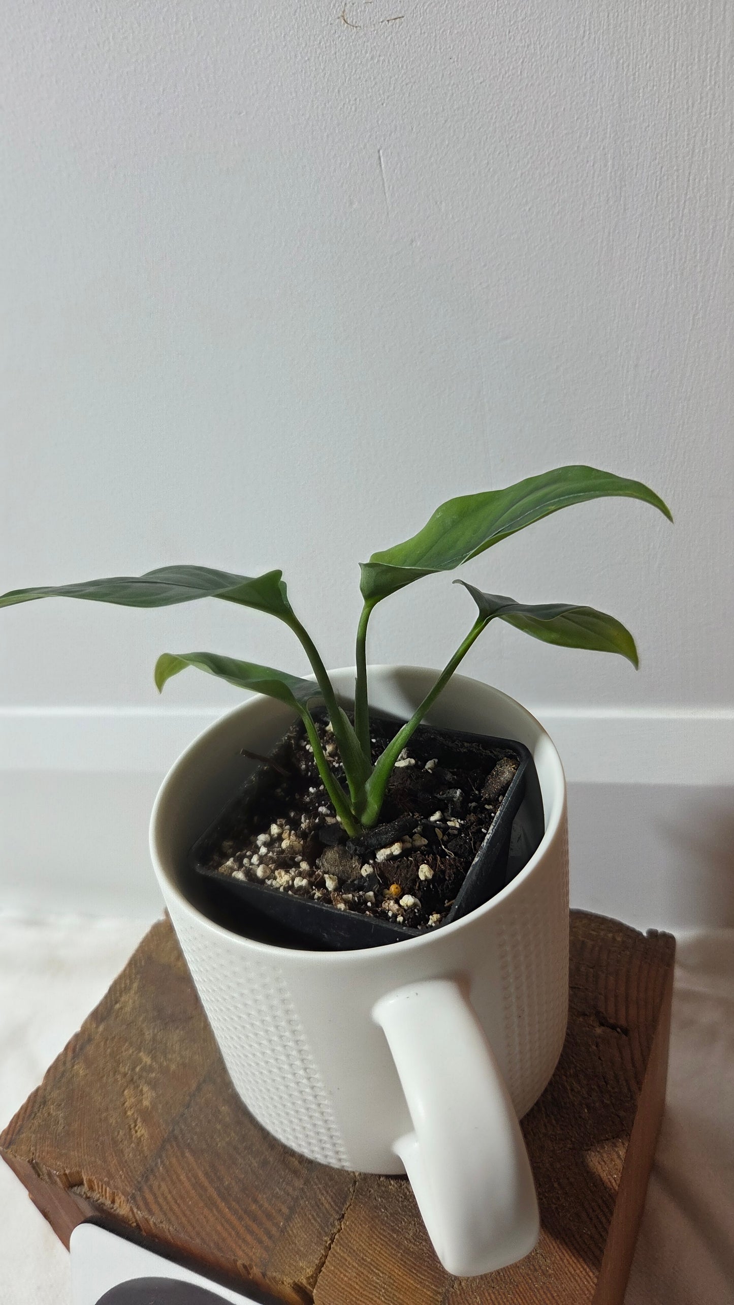 Monstera Obliqua Aff Amazonica (MON-306)