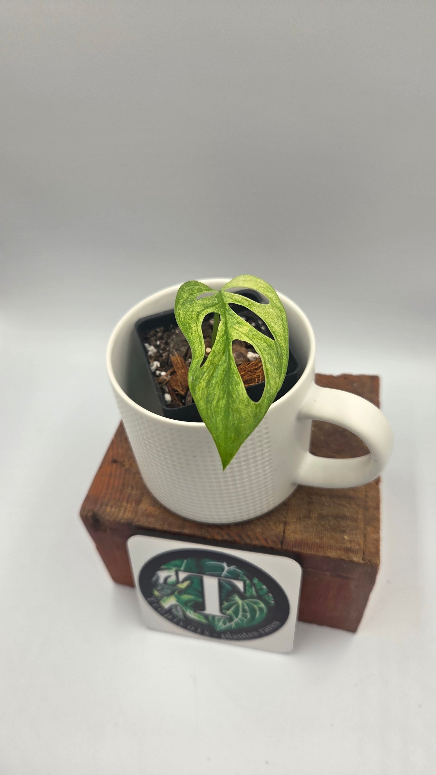 Monstera Andasonii Archipelago Ghost (MON-571)