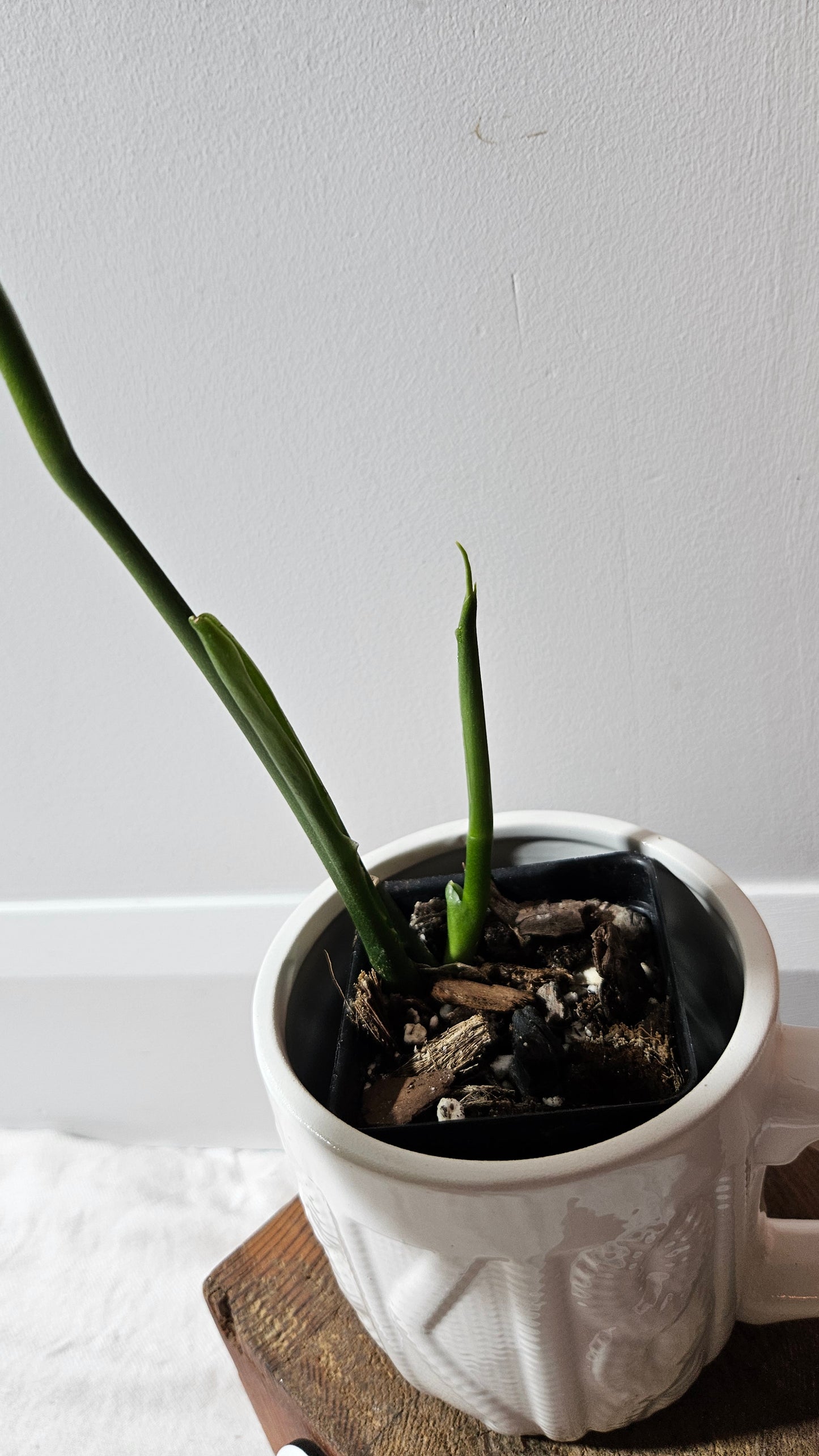 Monstera Esqueletto (MON-478)