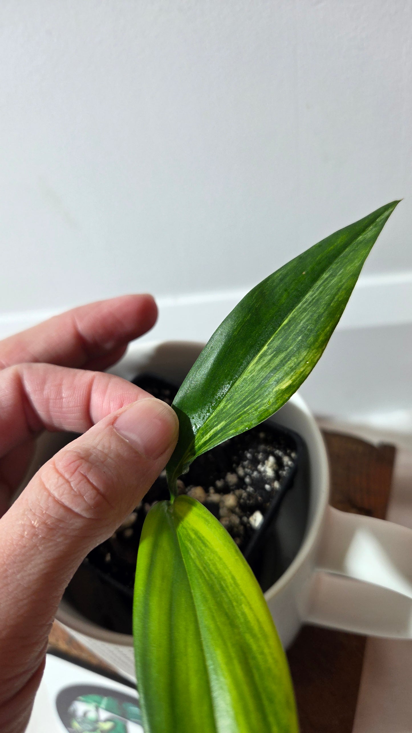 Epipremnum Amplissinum Variegata (EPI-231)