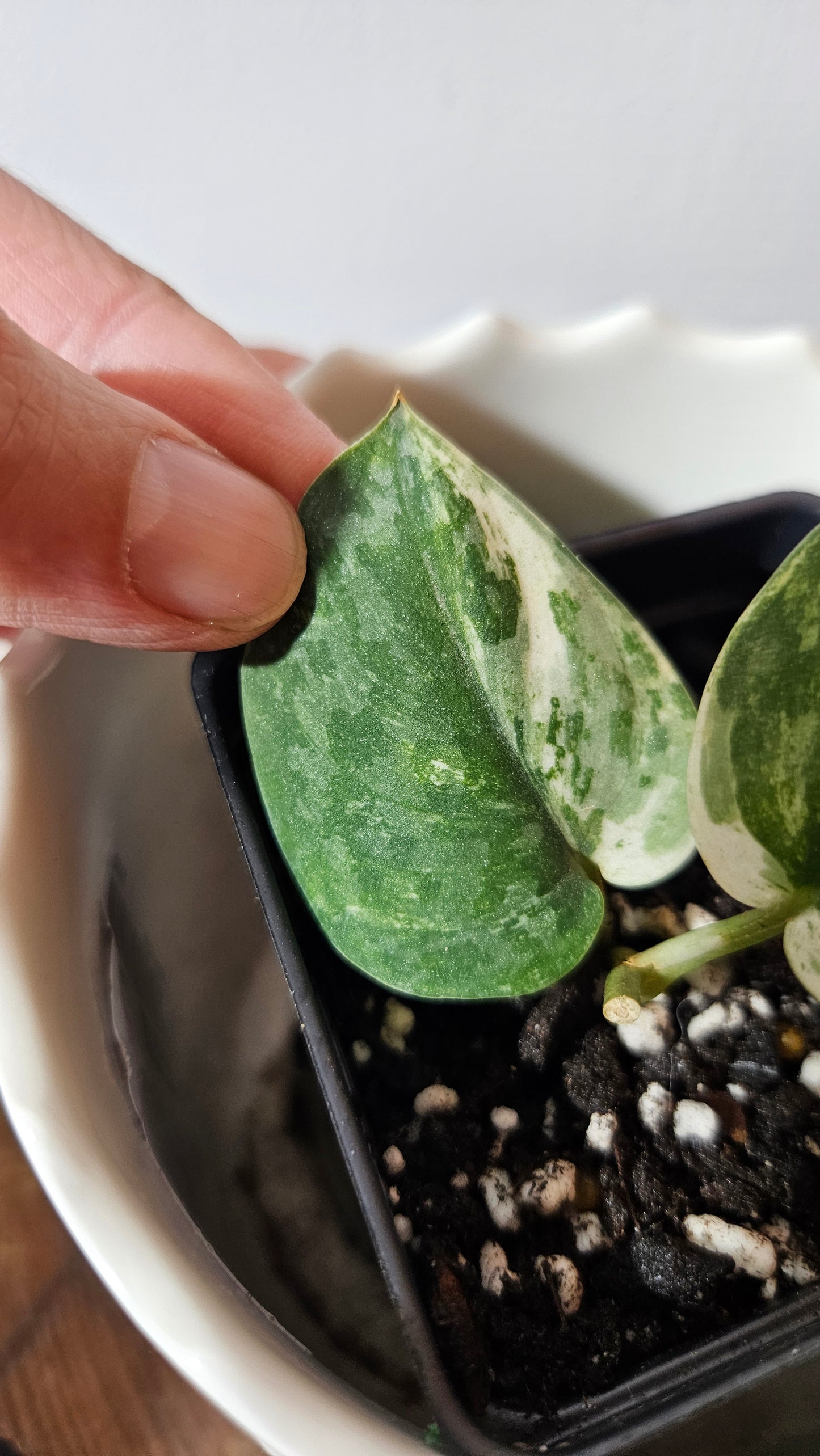 Scindapsus Exotica albo "narrow" (SCI-1055)