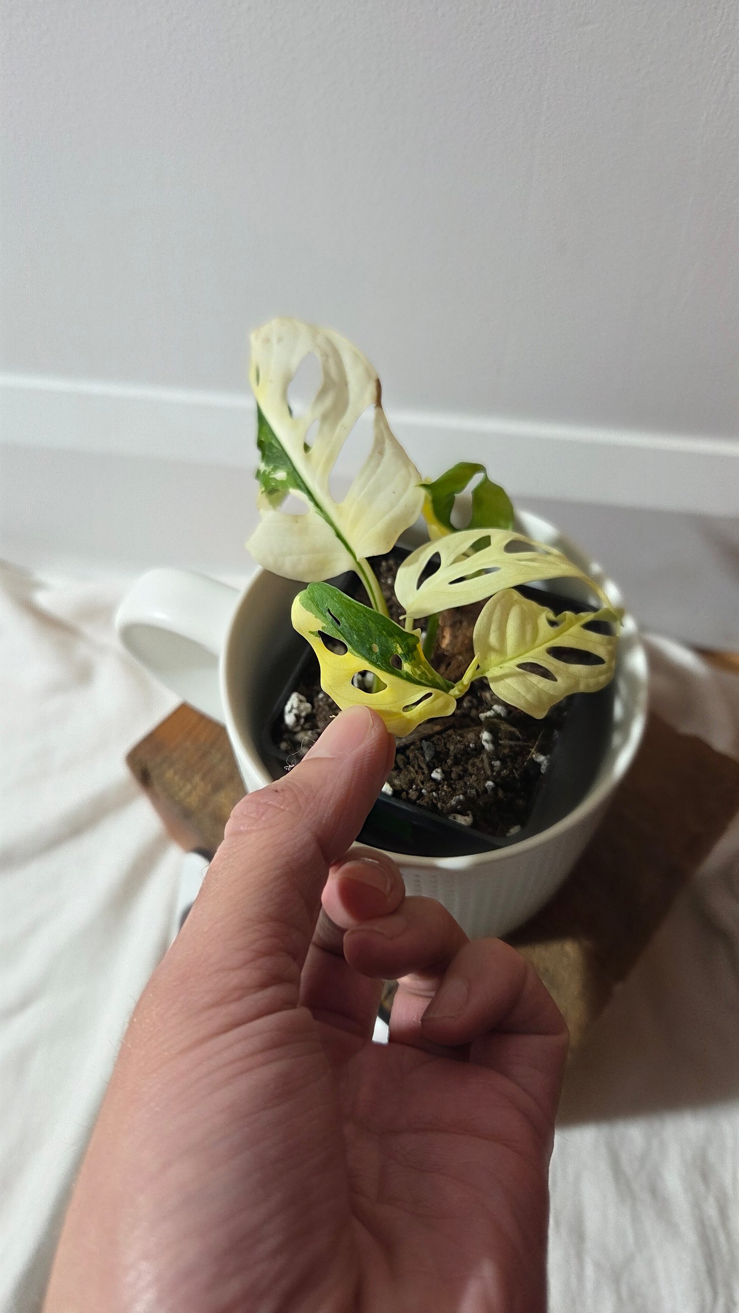 Monstera Andasonii Tricolore (MON-490)