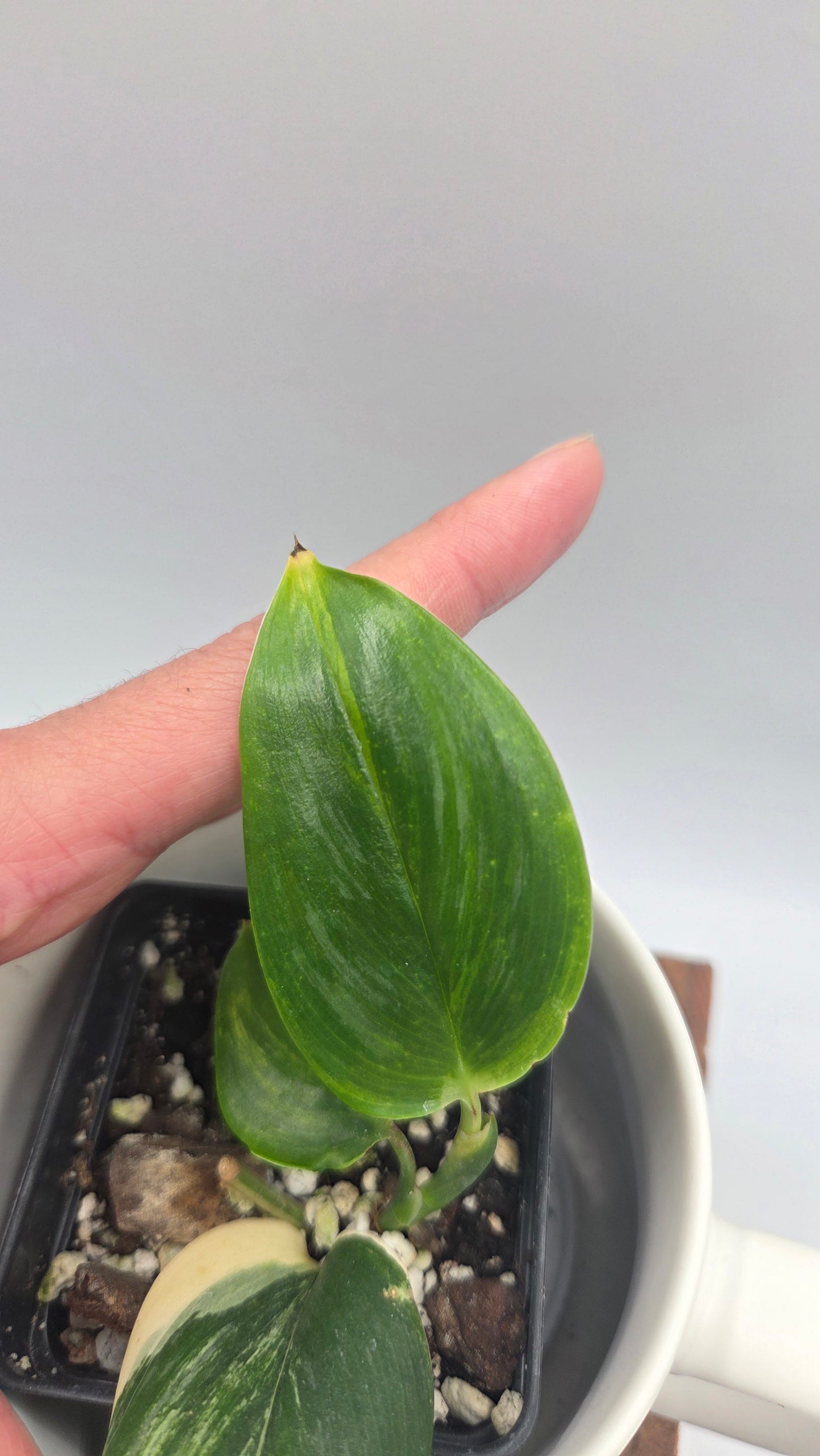 Scindapsus Rubicon (SCI-1472)