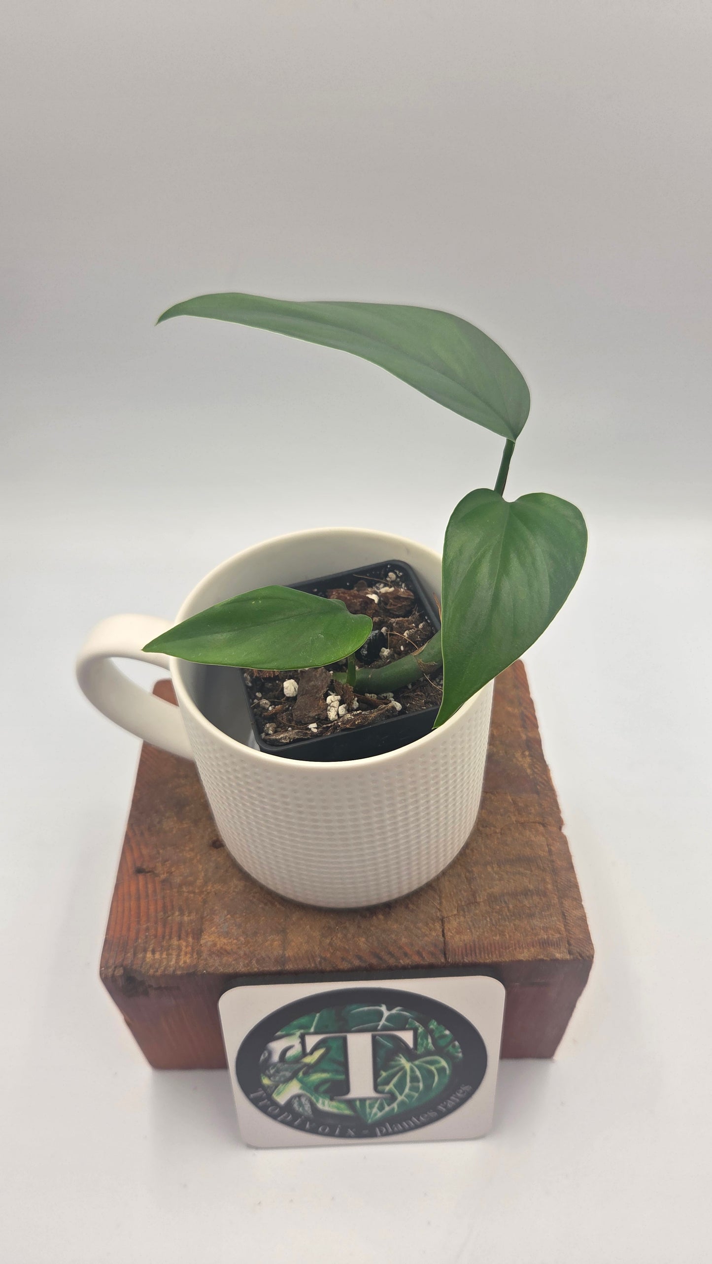 Raphidophora Pertusa (AUT-099)
