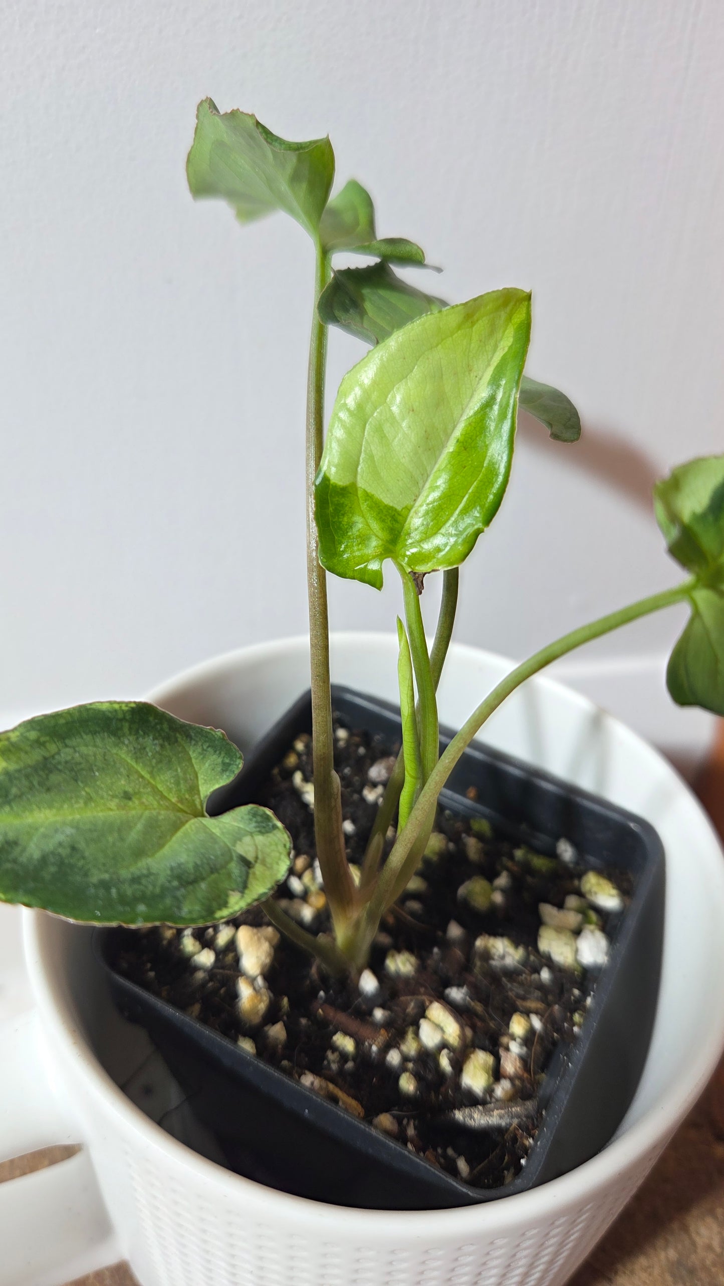 Syngonium Three kings (SYN-491)