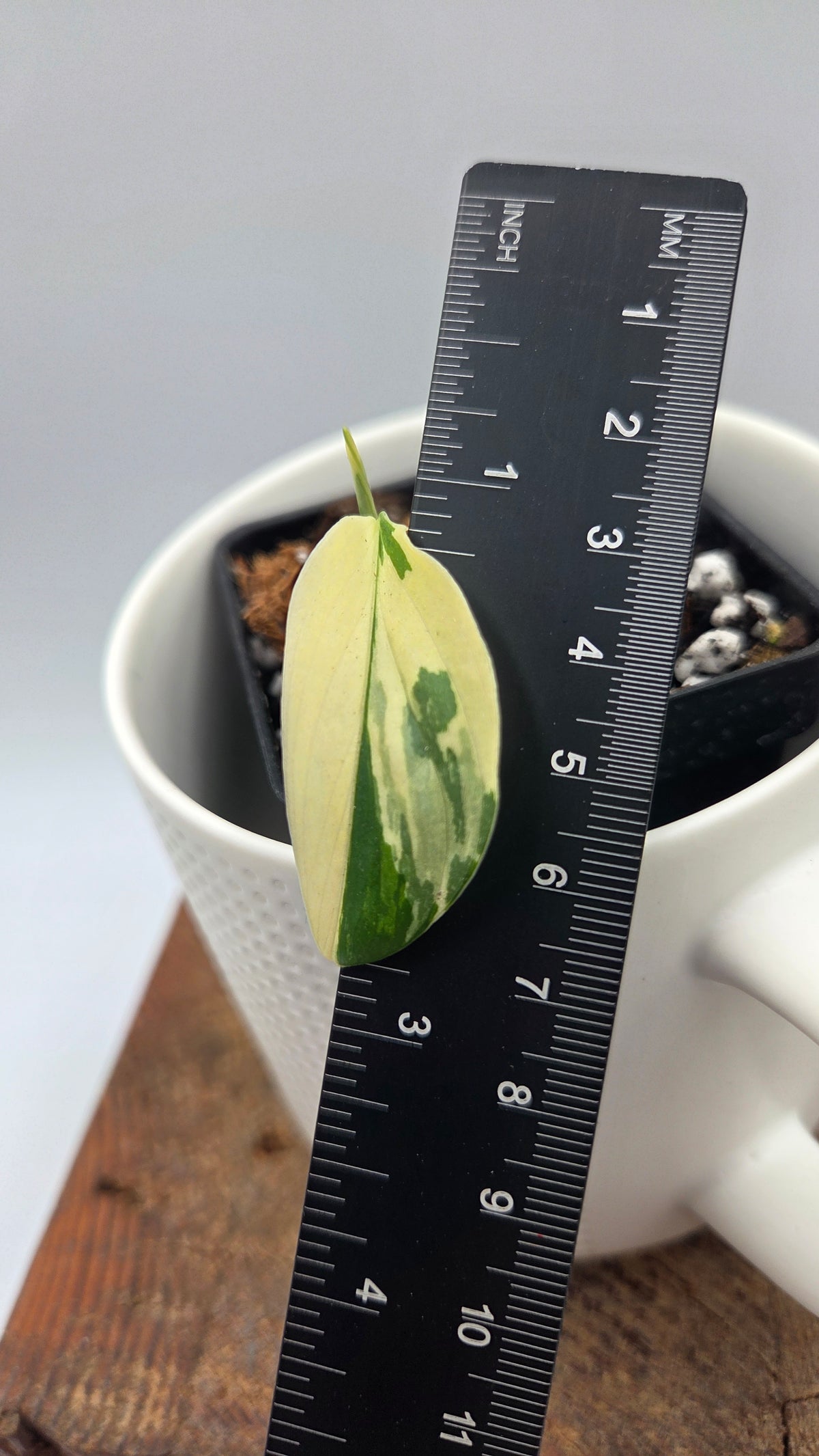 Monstera Andasonii Tricolore (MON-581)