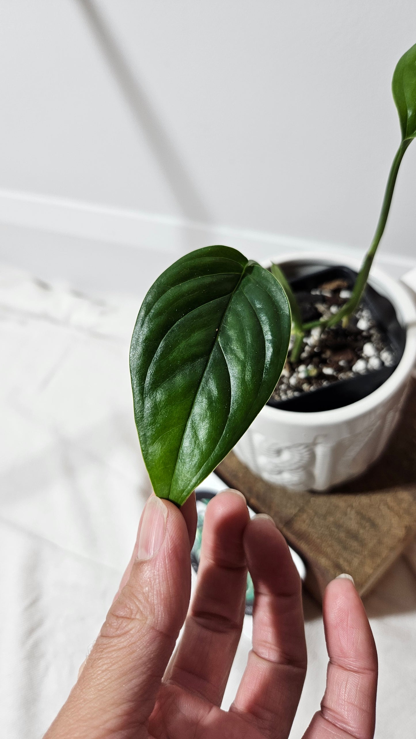 Monstera Lechleriana  (MON-231)