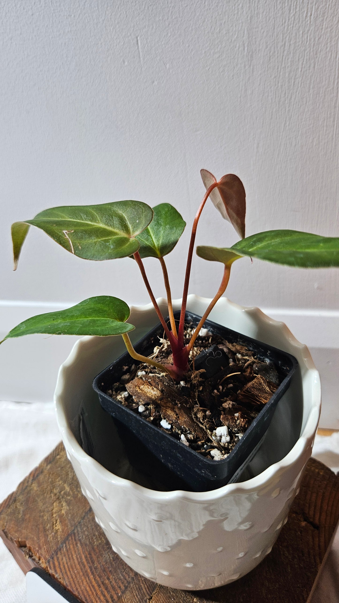 Anthurium Papillilaminum Red Stem  "format PETIT" (ANT-592)