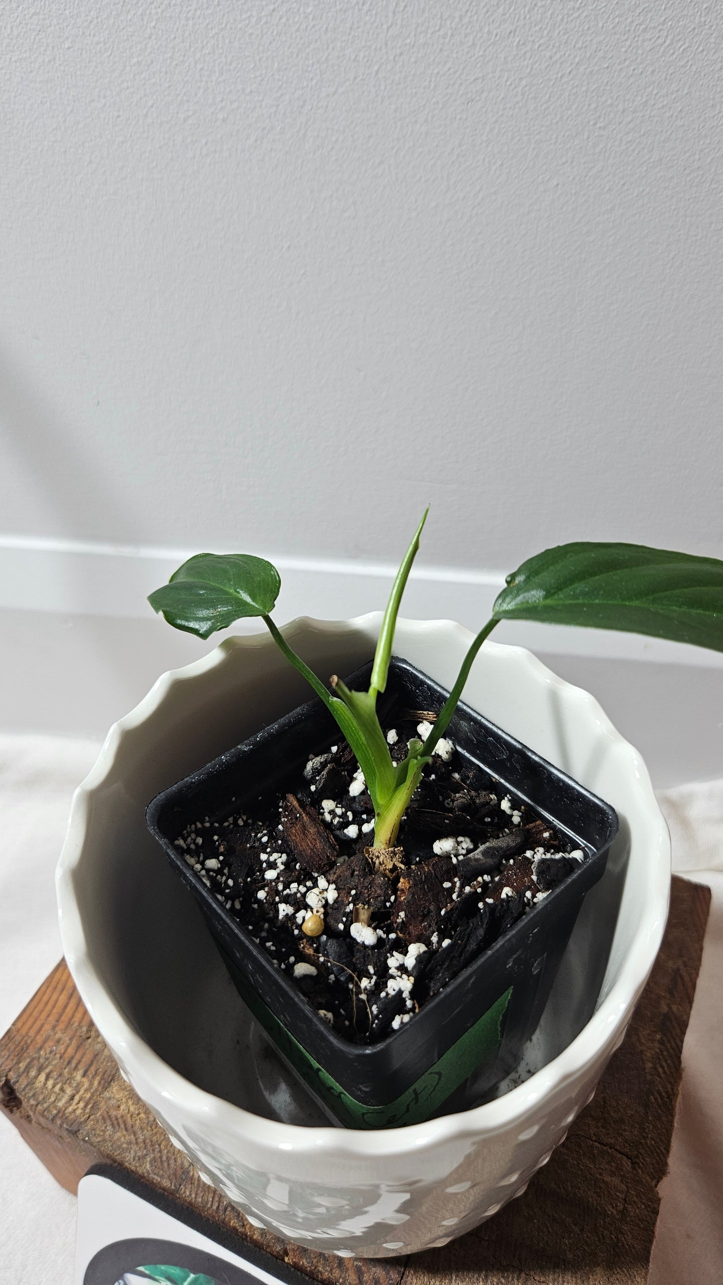 Philodendron Angel (PHI-523)