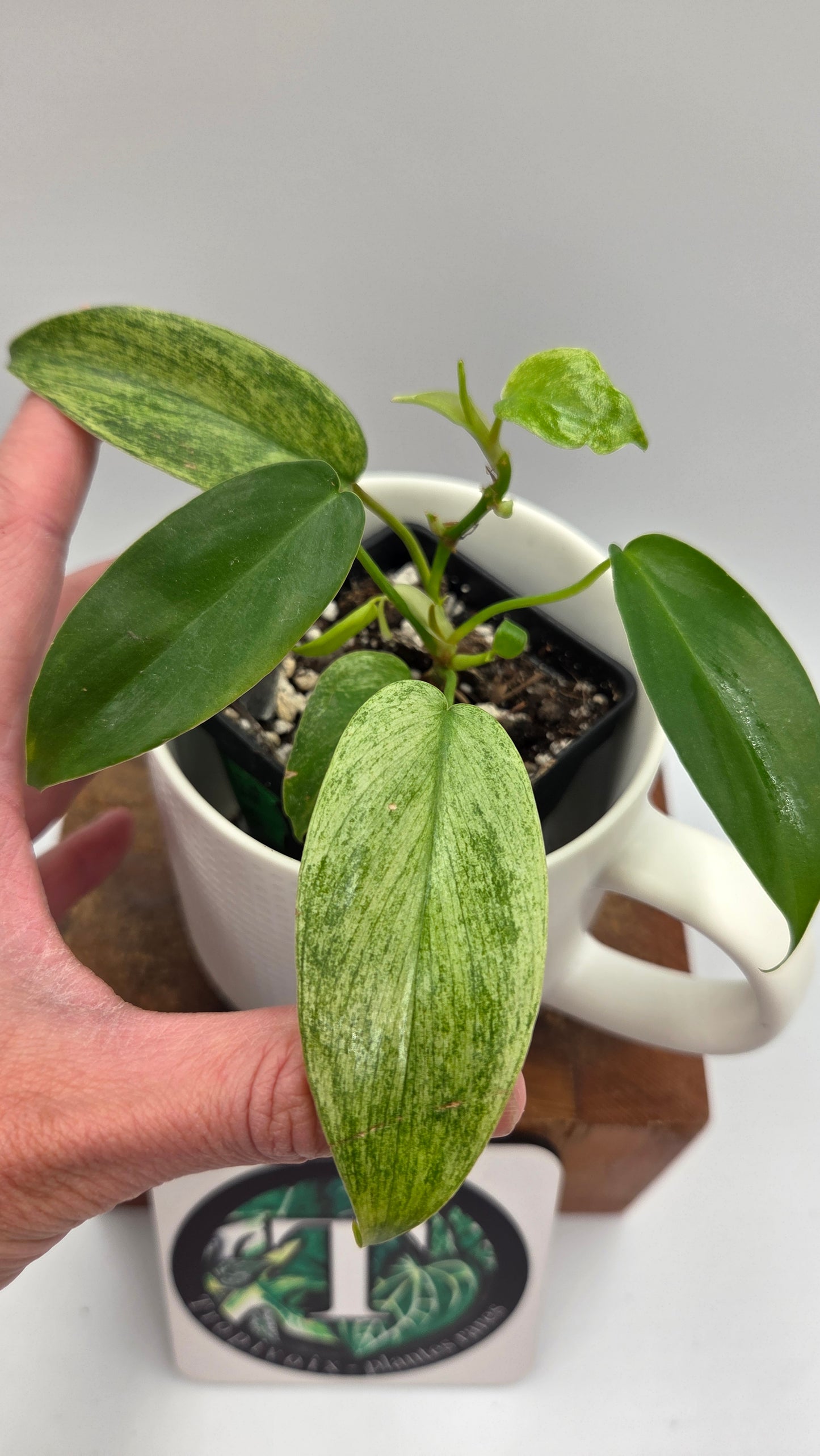 Philodendron Florida Ghost (PHI-1032)