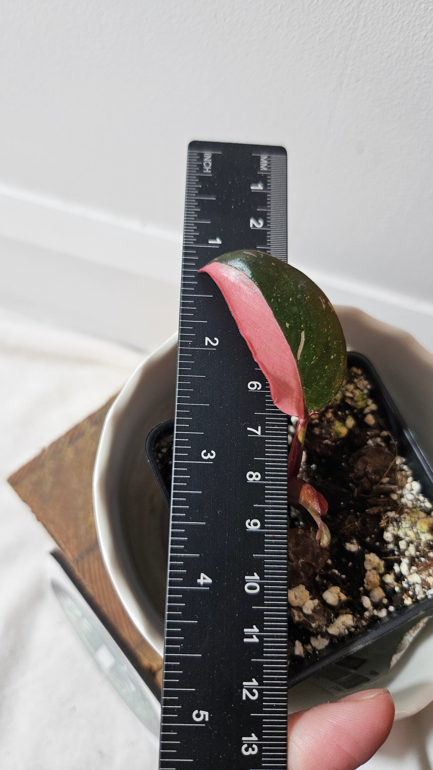 Philodendron Black Cherry (PHI-709)