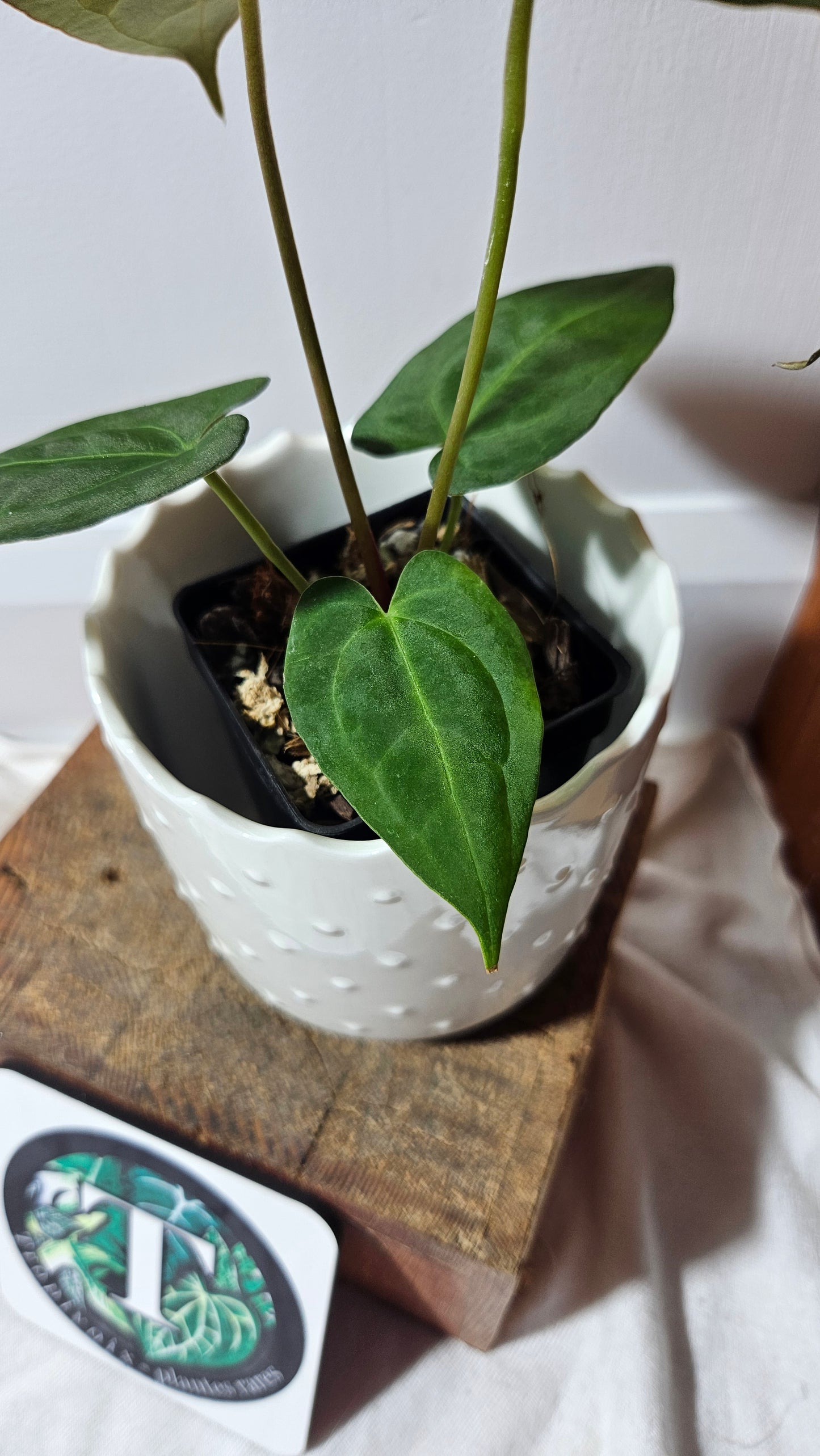 Anthurium BVIT "format MOYEN" (ANT-119)