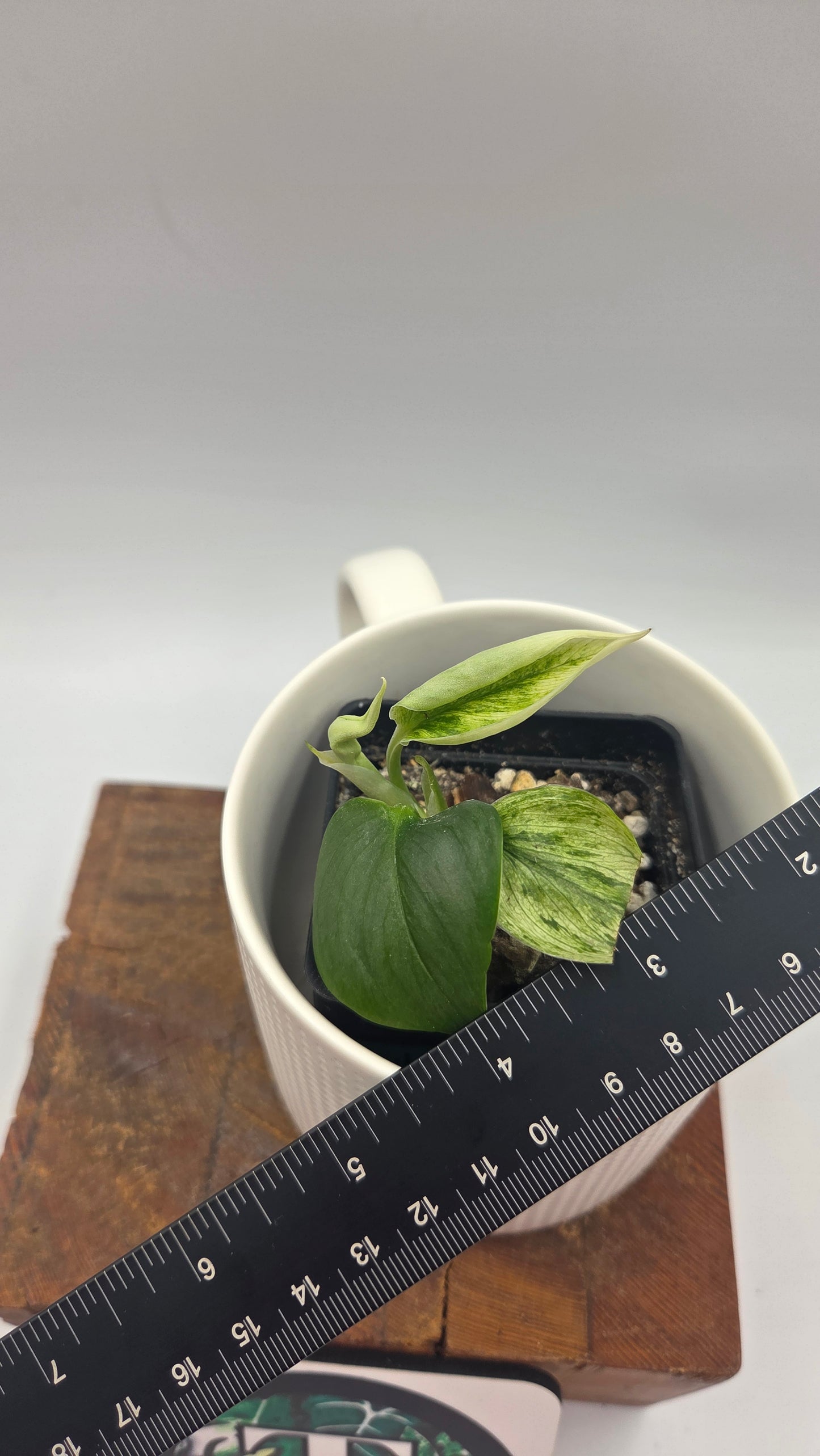 Scindapsus Treubii Bornéo Mint (SCI-875)