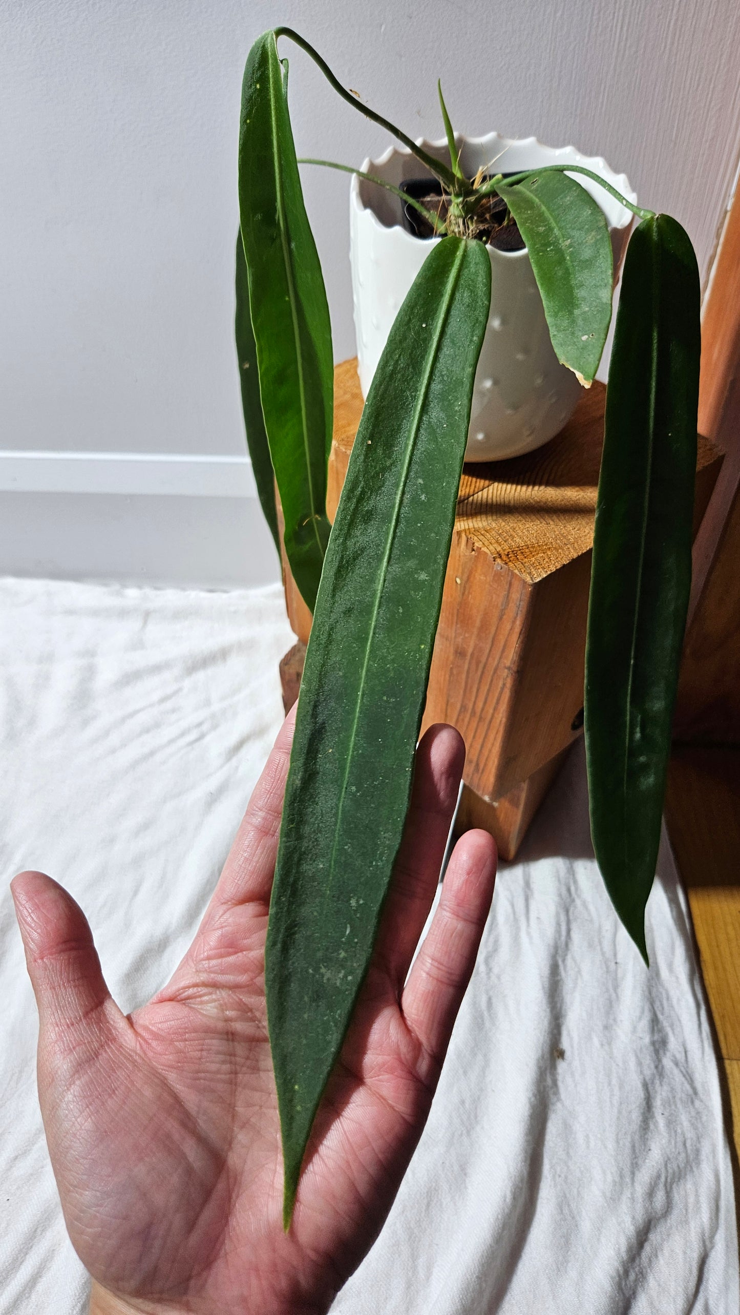 Anthurium Pallidiflorum "format MOYEN/LARGE"(ANT-600)