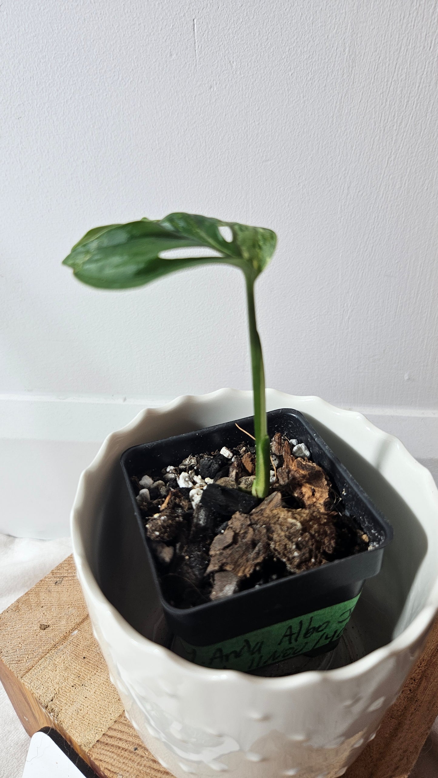 Monstera Andasonii Albo (MON-361)