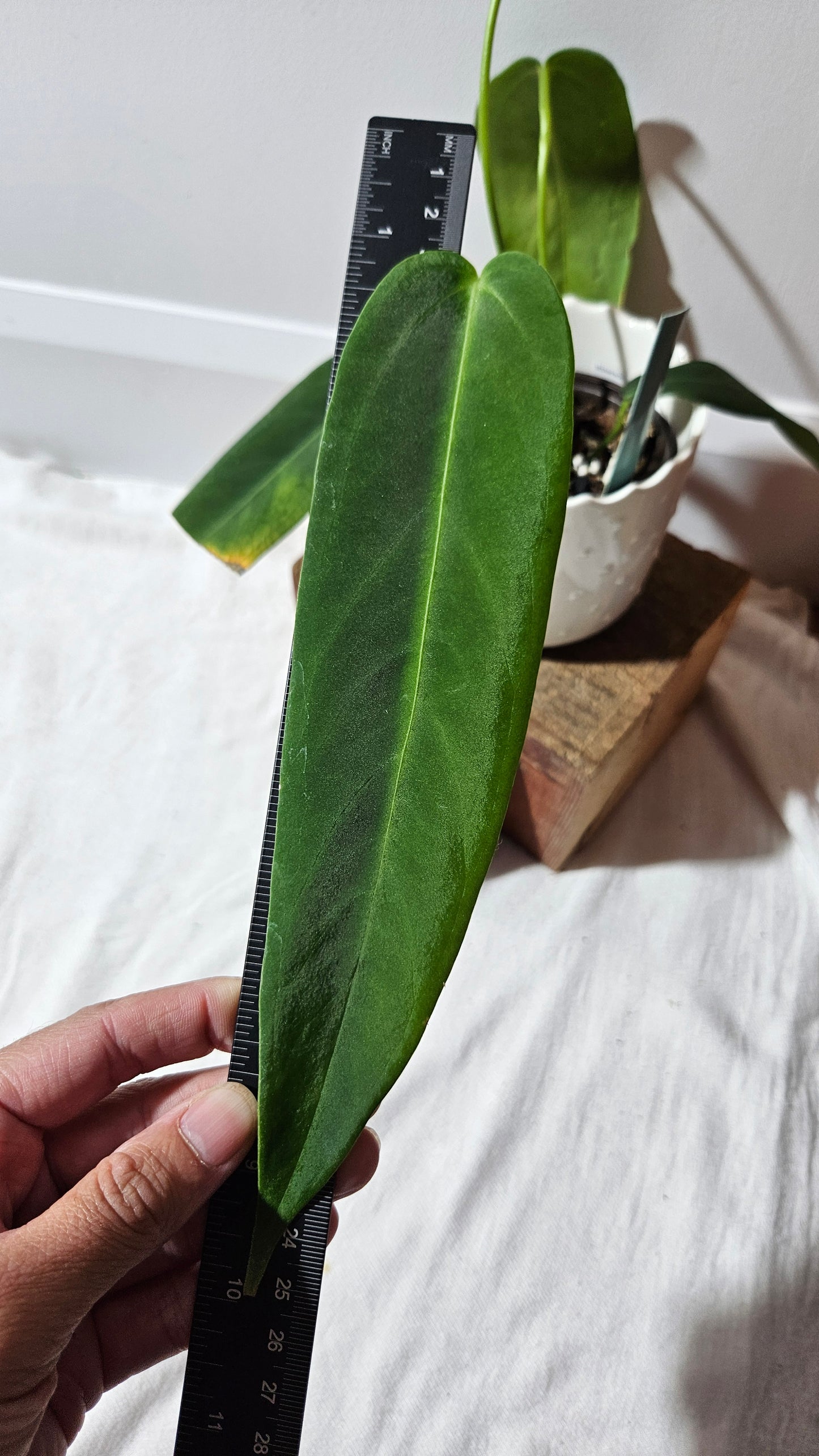 Anthurium Cirinoi aff Black Velvet "format MOYEN"(ANT-485)