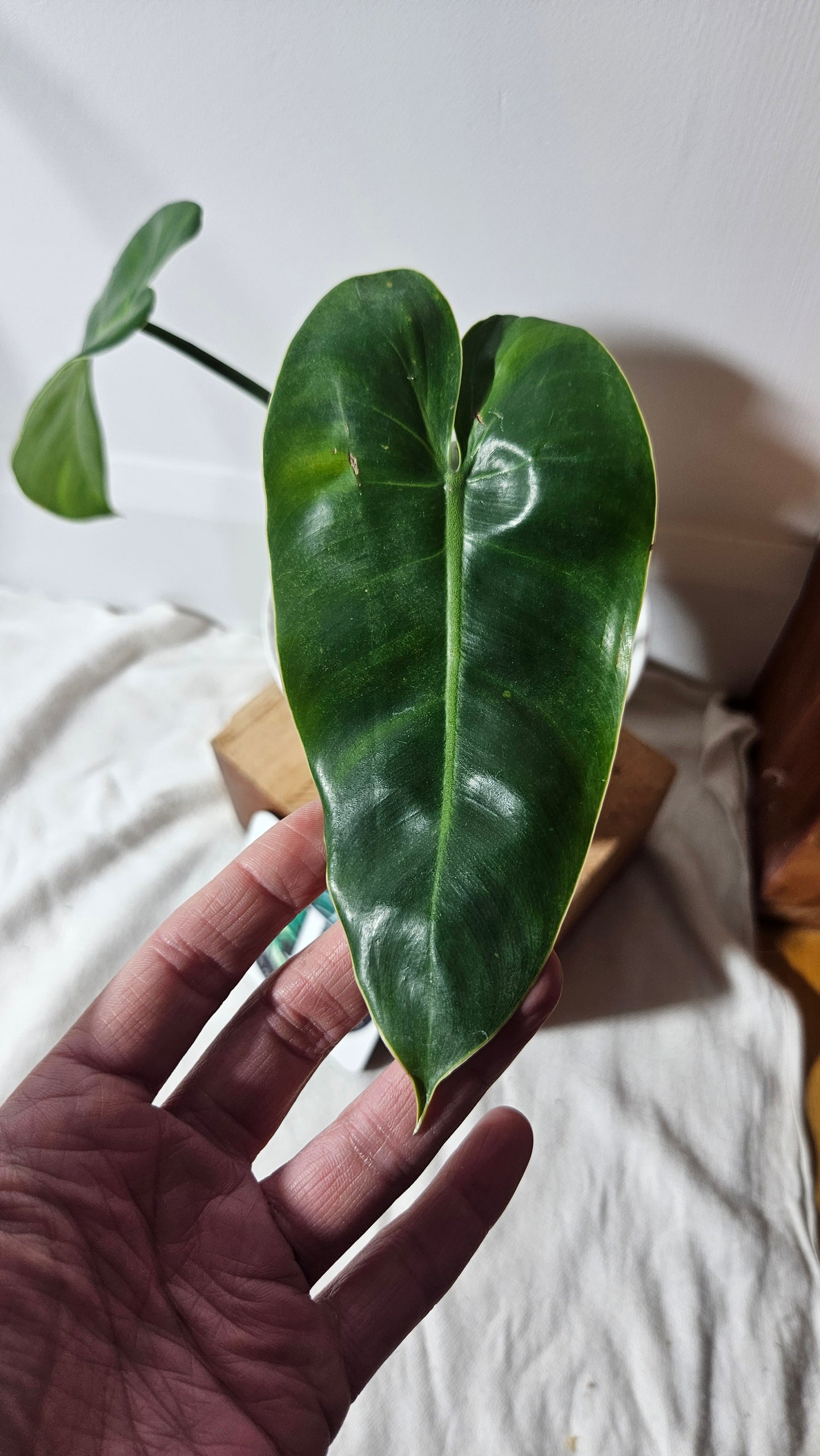 Philodendron Ilsemanii Green (PHI-662)