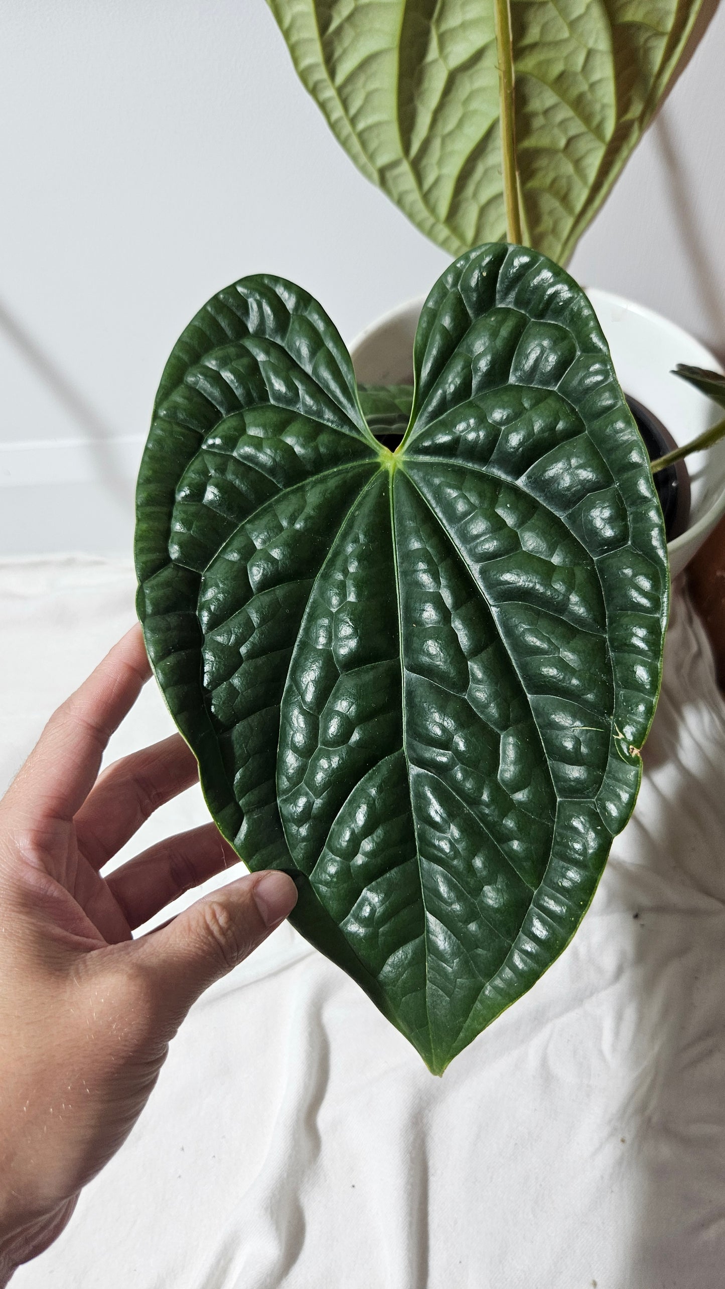 Anthurium Luxurian Golden "format LARGE" (ANT-168)