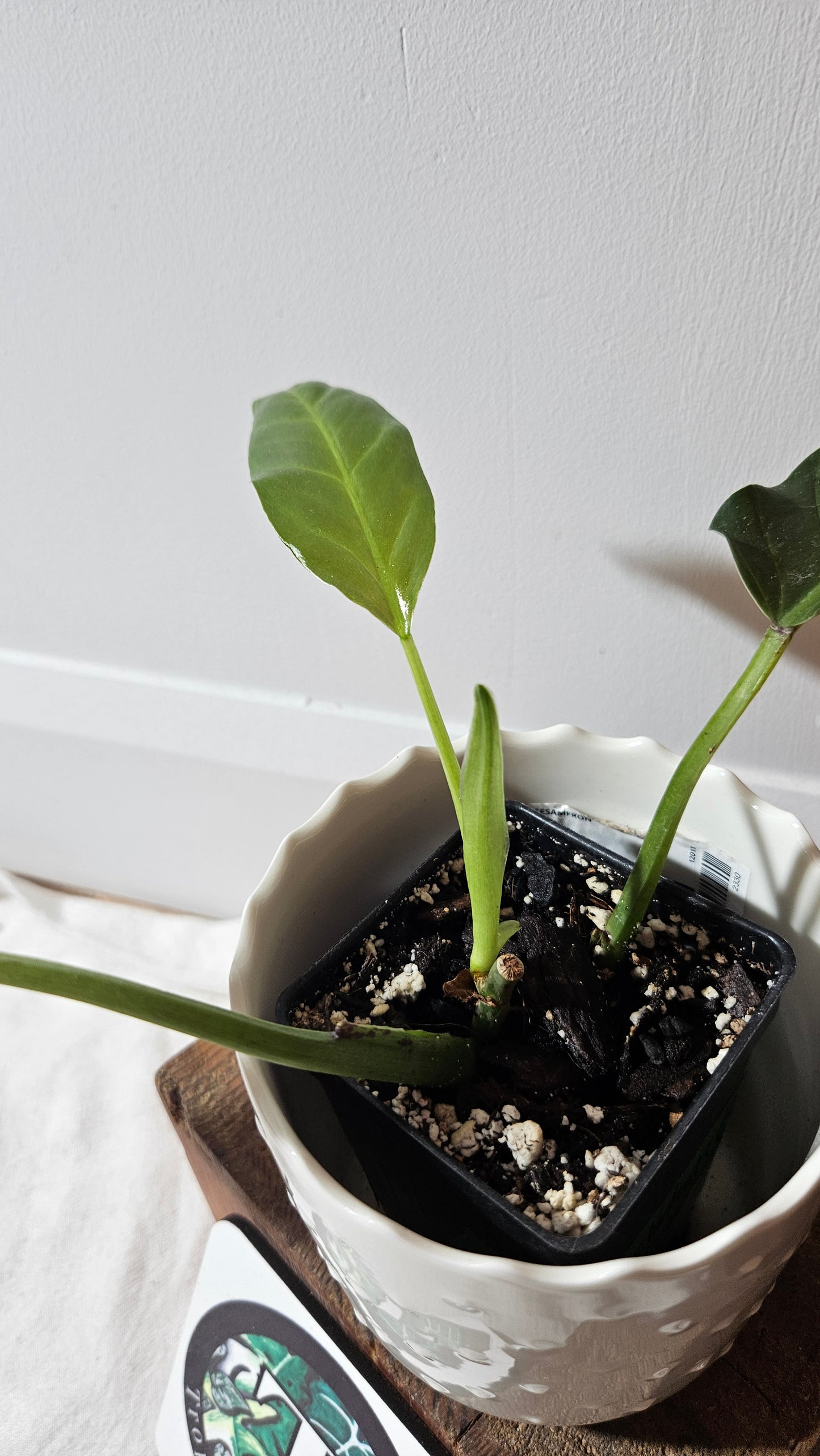 Philodendron Subhastatum Blood (PHI-794)