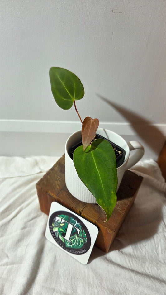 Anthurium Papillilaminum Xone Hybrid "format PETIT" (ANT-650)