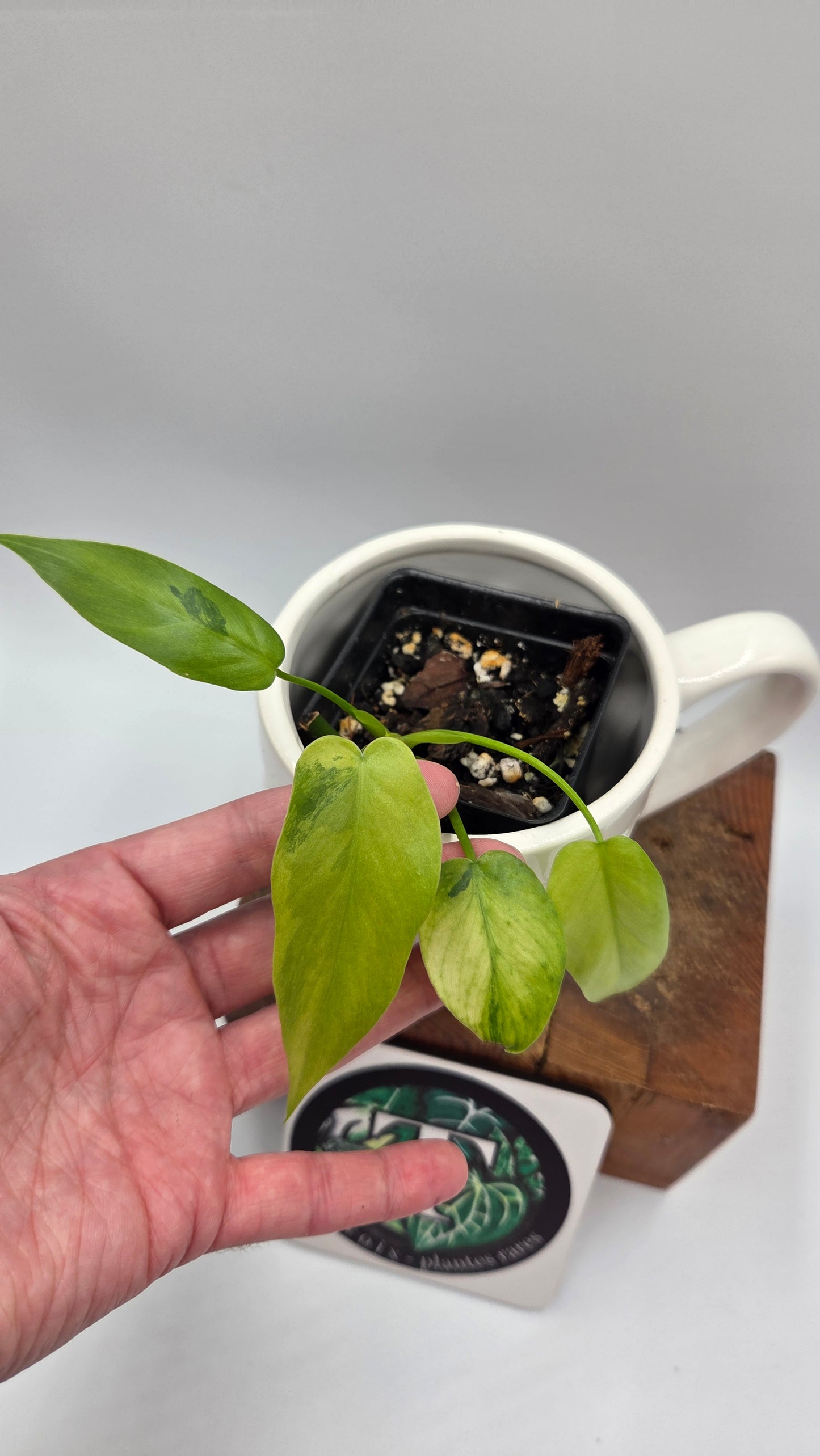 Philodendron Radiatum Variegata (PHI-1021)