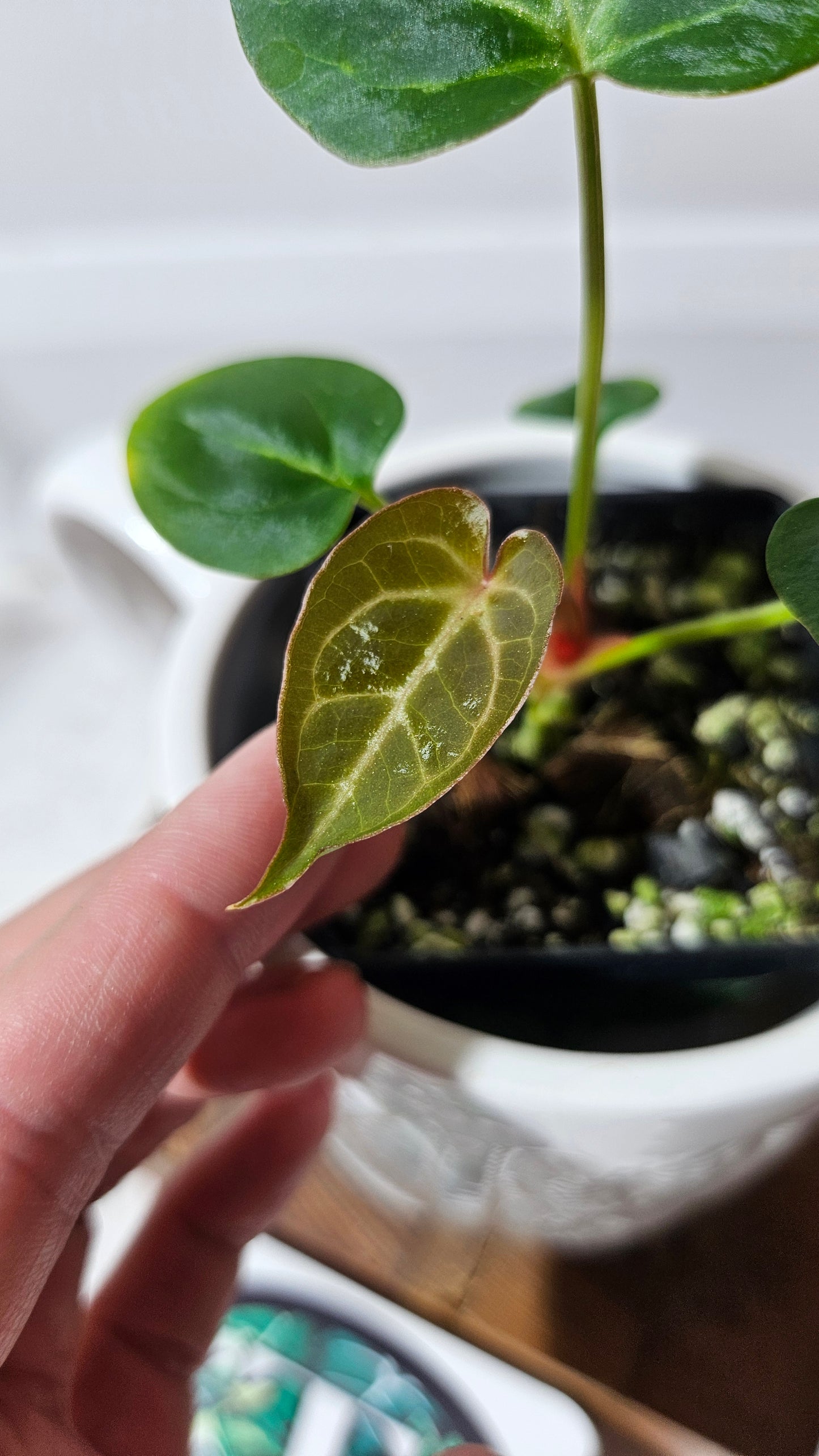 Anthurium  Crystallinum Hybrid "format SEEDLING" (ANT-177)