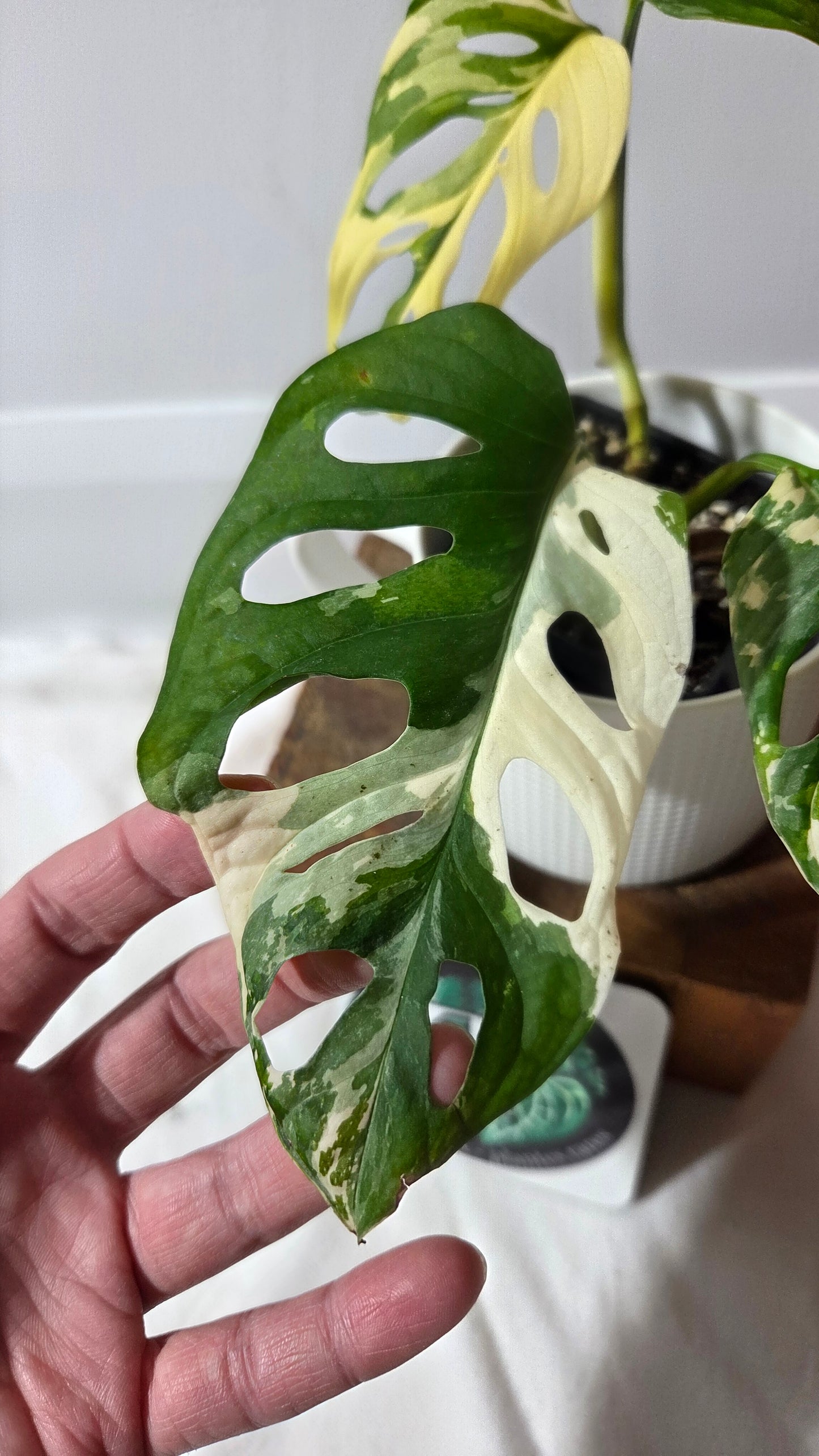 Monstera Andasonii Tricolore (MON-509)