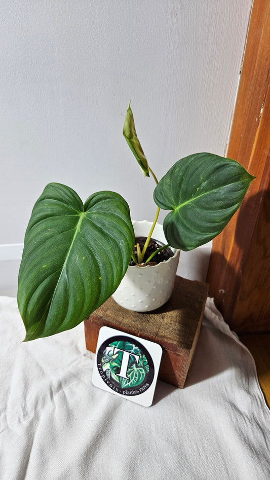 Philodendron Dean McDowell (PHI-925)