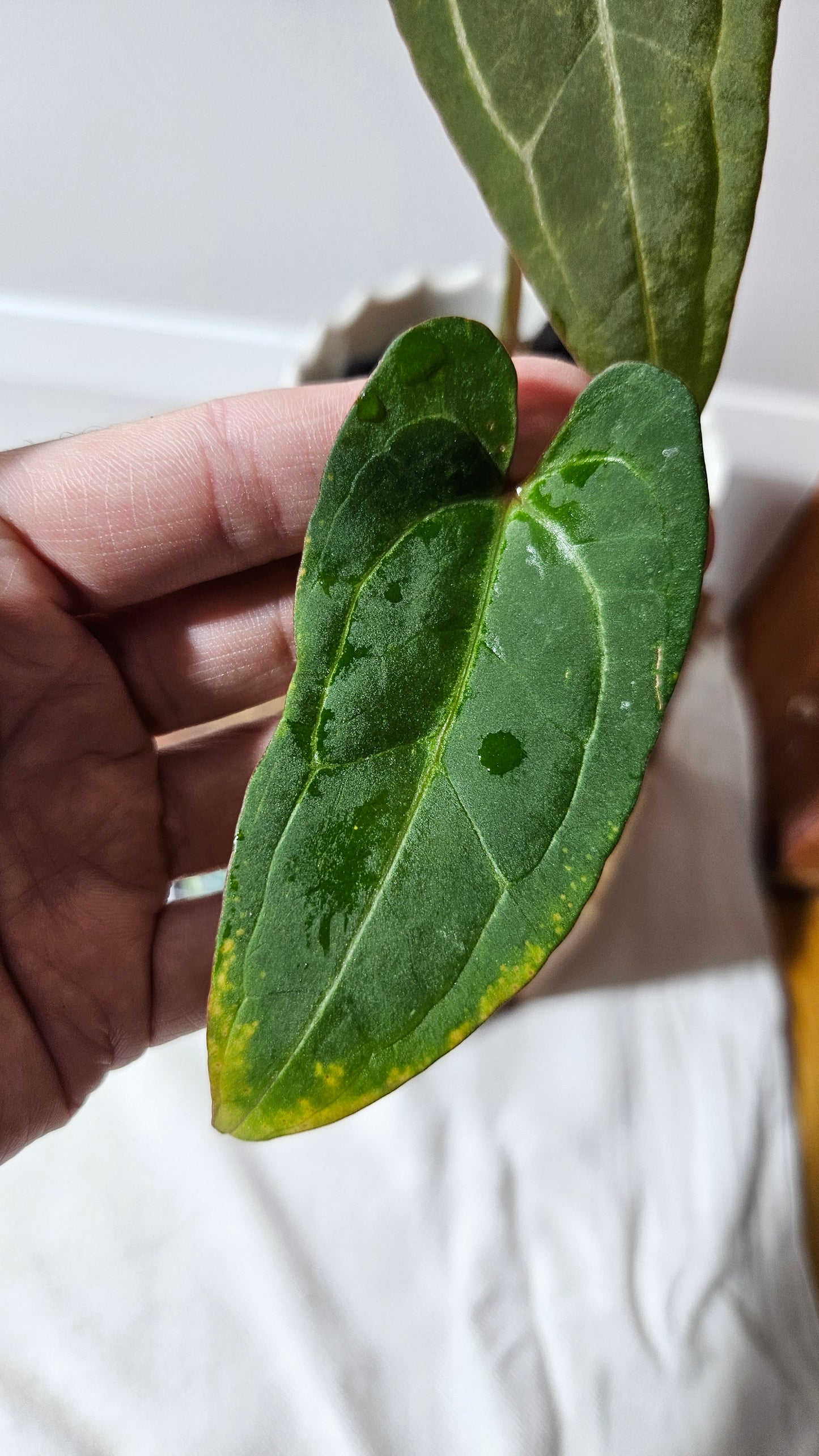 Anthurium Papillilaminum Red Stem X Papillilaminum Legend "format PETIT" (ANT-254)