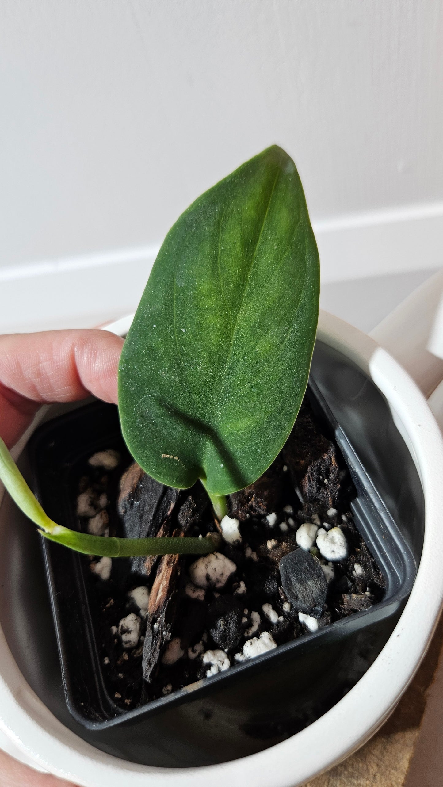 Scindapsus Blurik (SCI-1295)