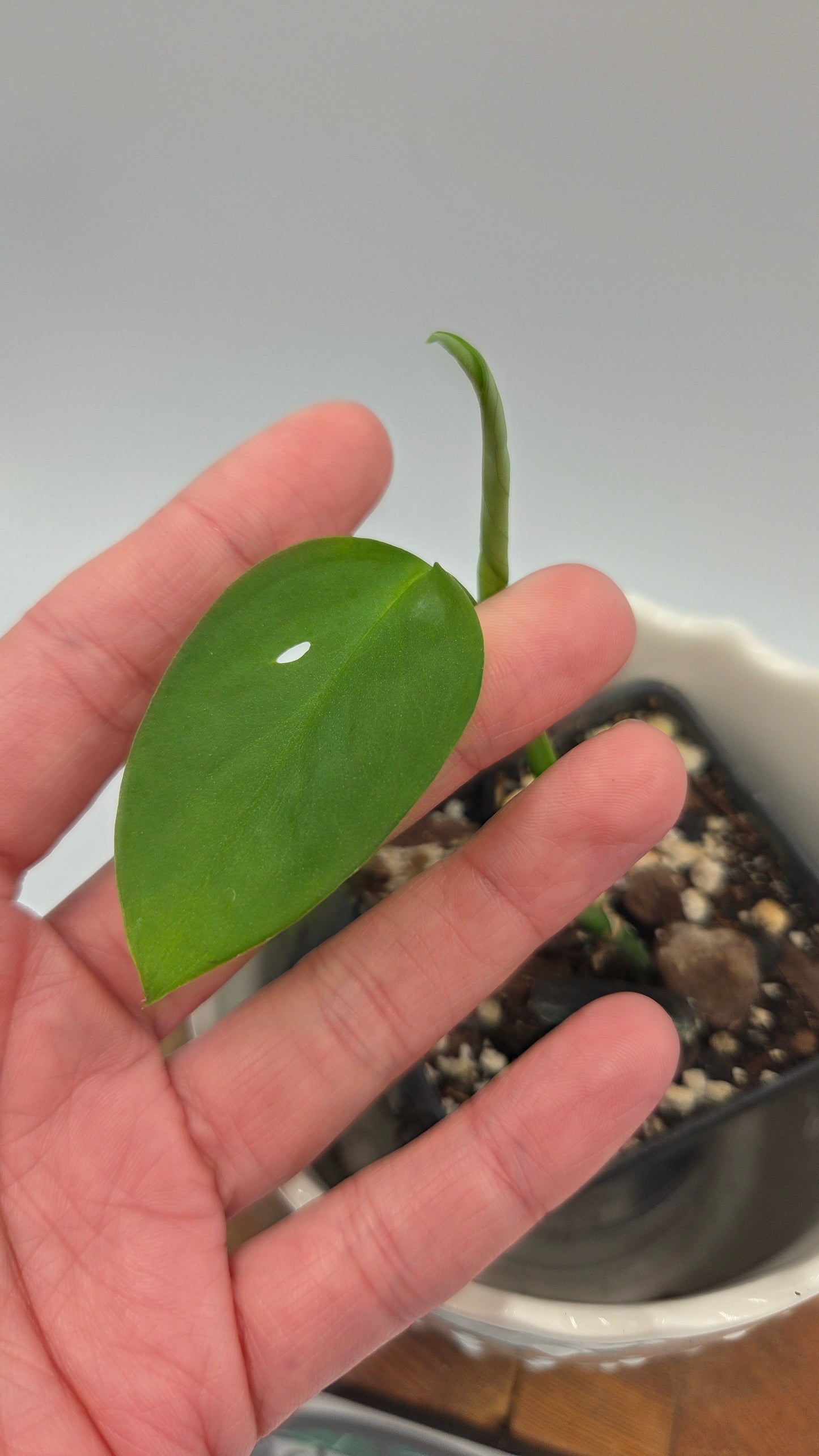 Monstera Obliqua Aff Indanza (MON-436)