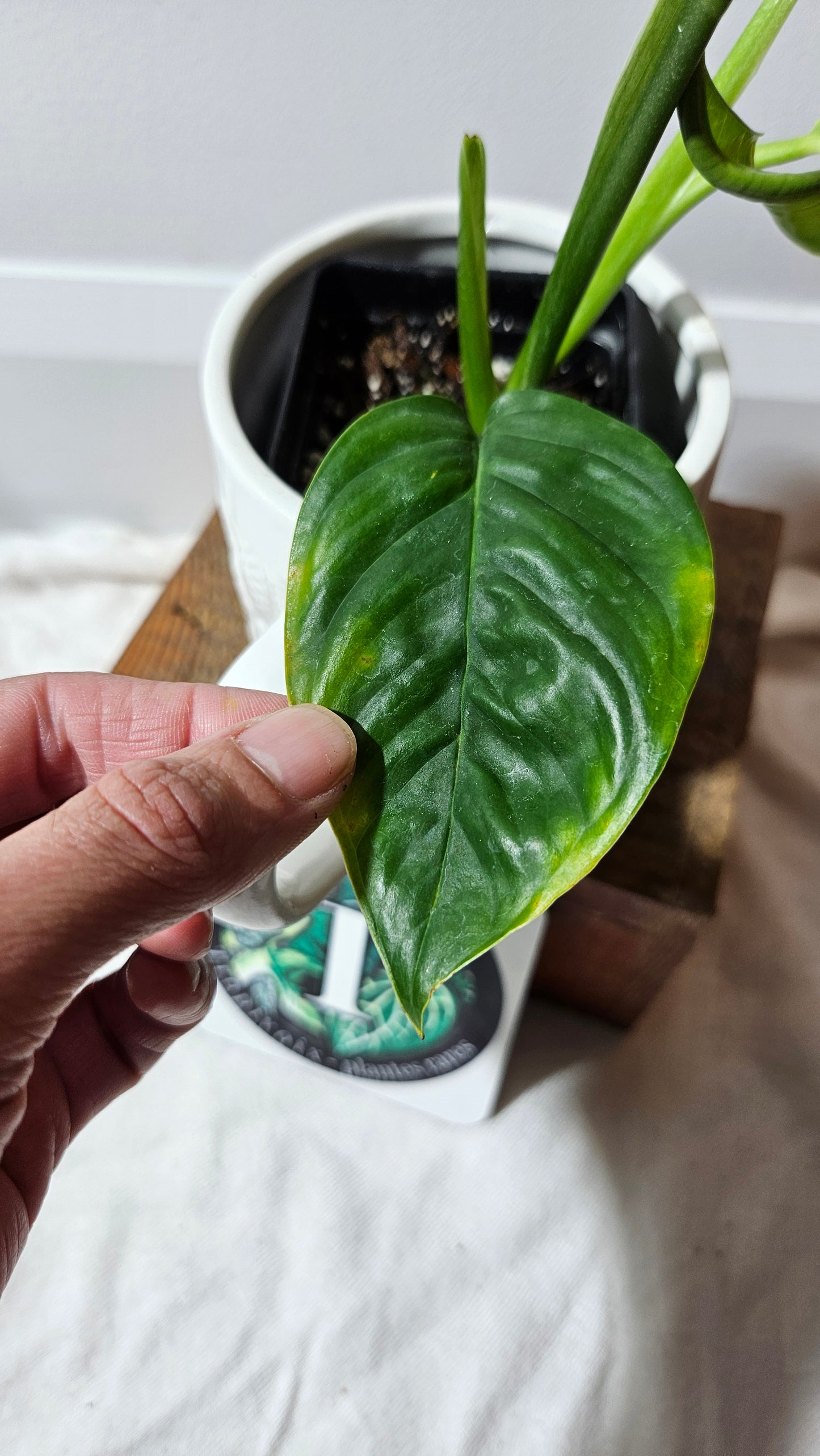 Monstera Obliqua Aff Limon (MON-182)