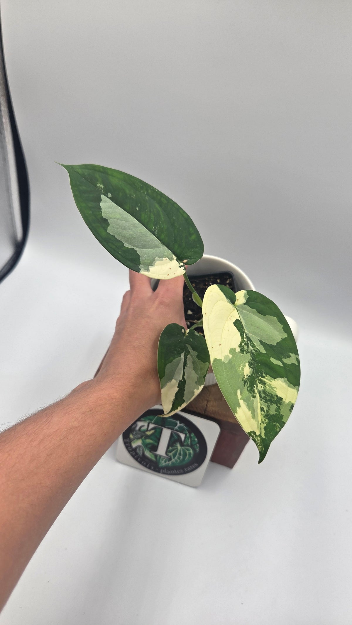 Syngonium Chiapense Albo (SYN-527)