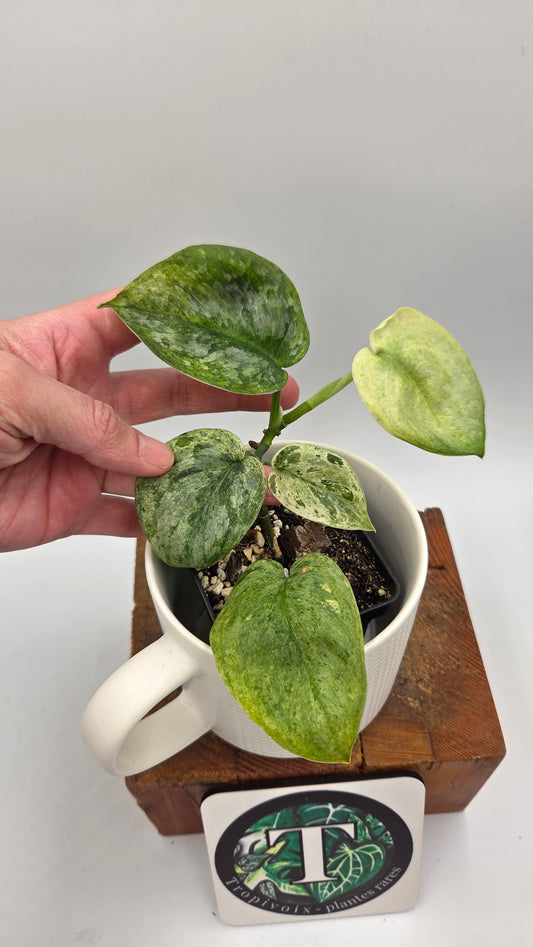Scindapsus Silver Satin Splash (SCI-847)