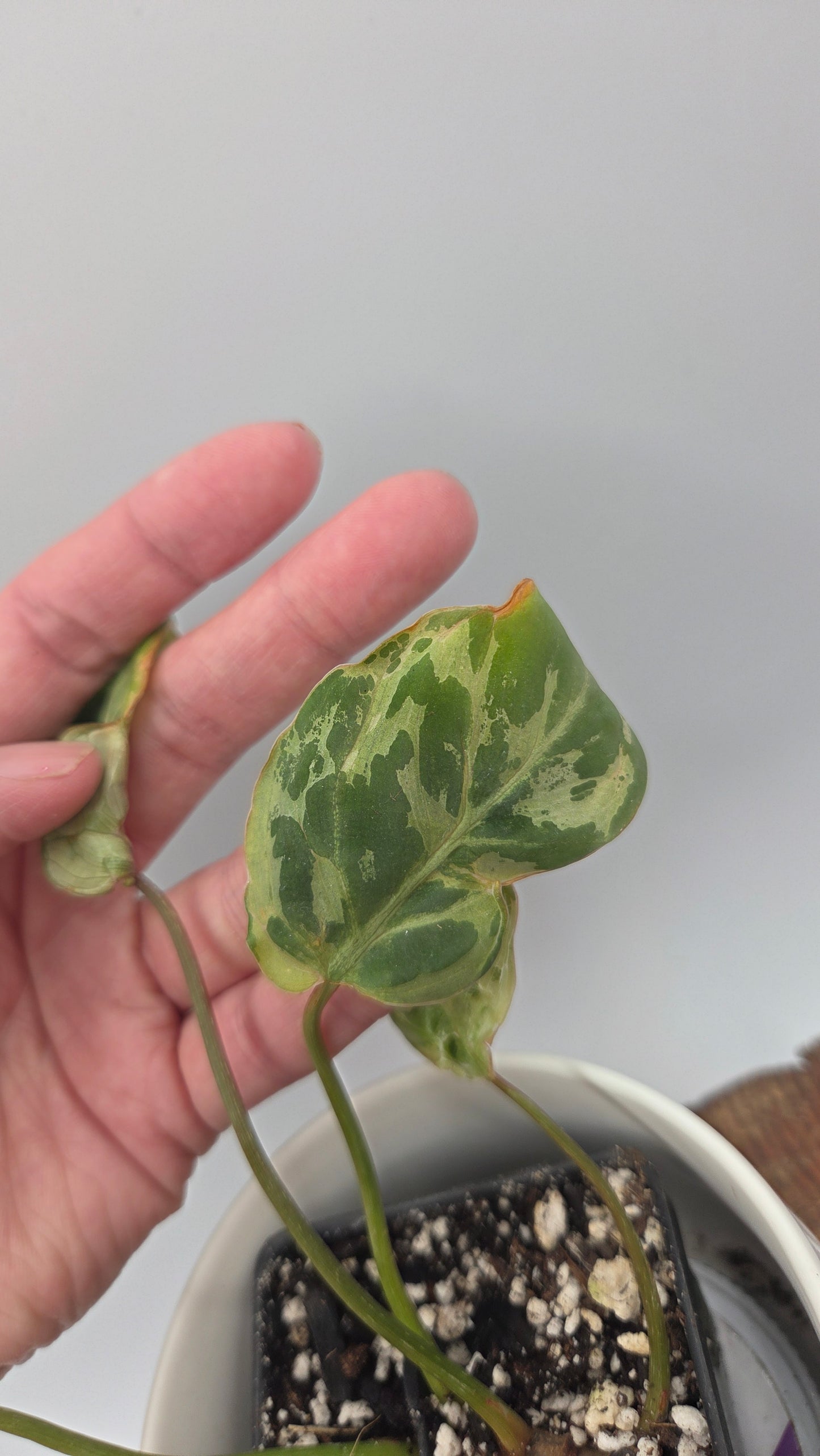 Philodendron Gloriosum "Snow leopard" (PHI-1026)