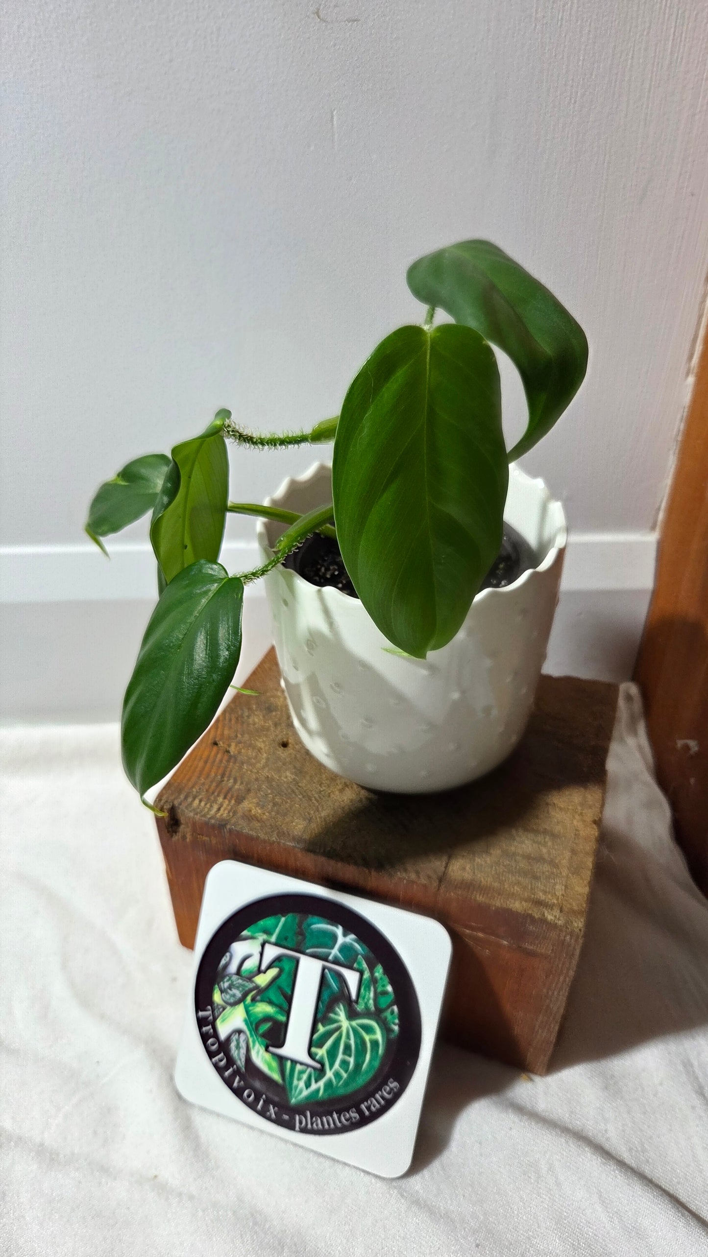Philodendron Genevievianum (PHI-278)