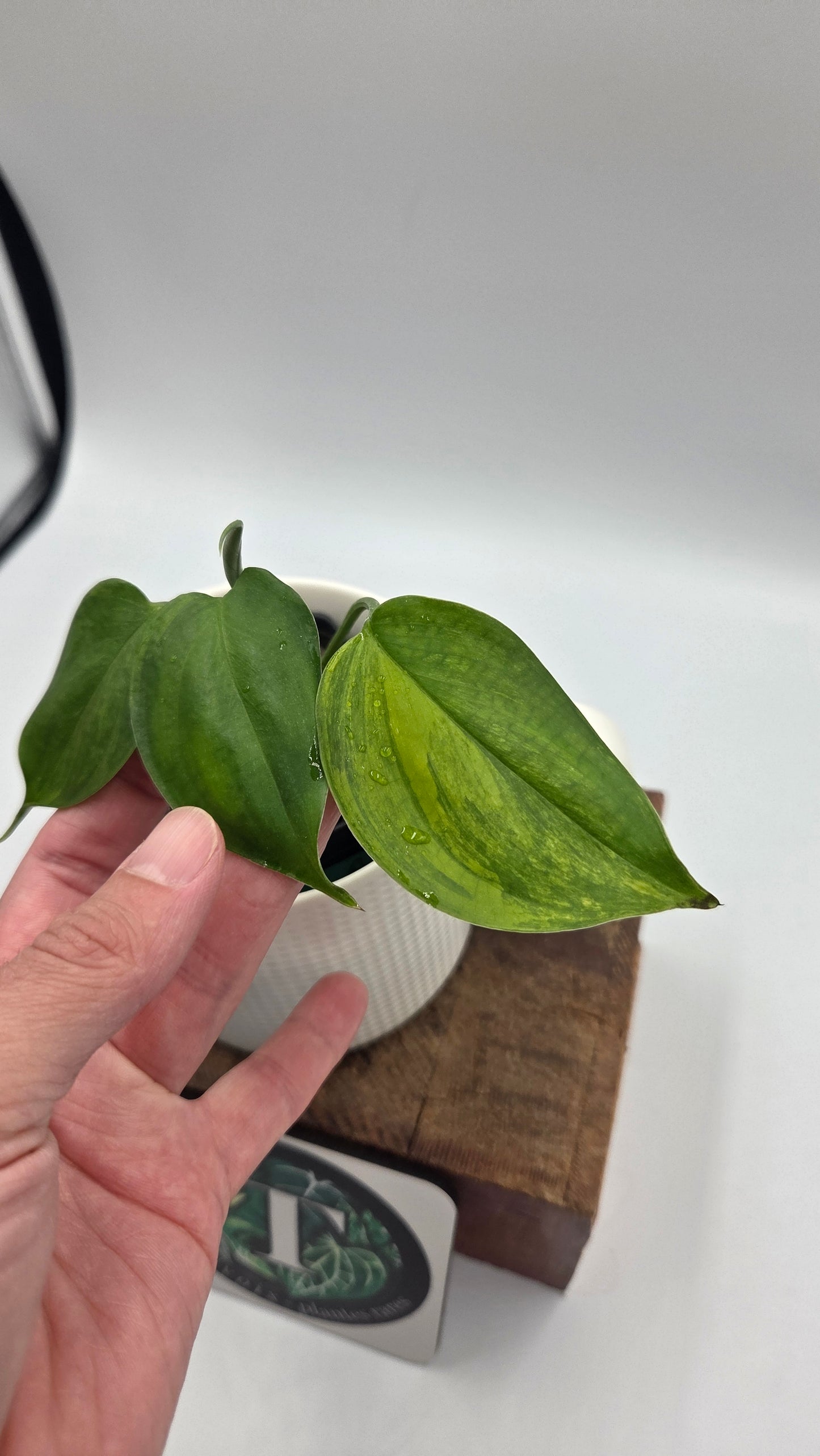 Scindapsus Blue Aurea(SCI-1508)