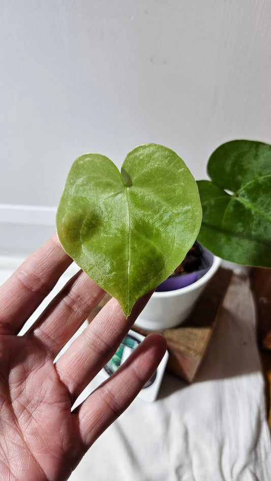 Anthurium Clarinervium X Jarii "format MOYEN" (ANT-551)