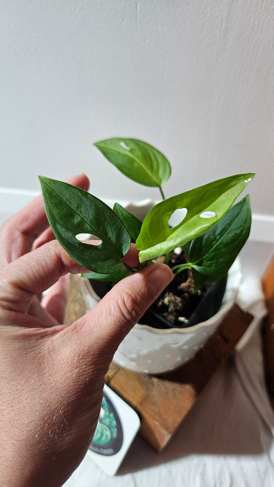 Monstera Obliqua Aff Indanza (MON-435)