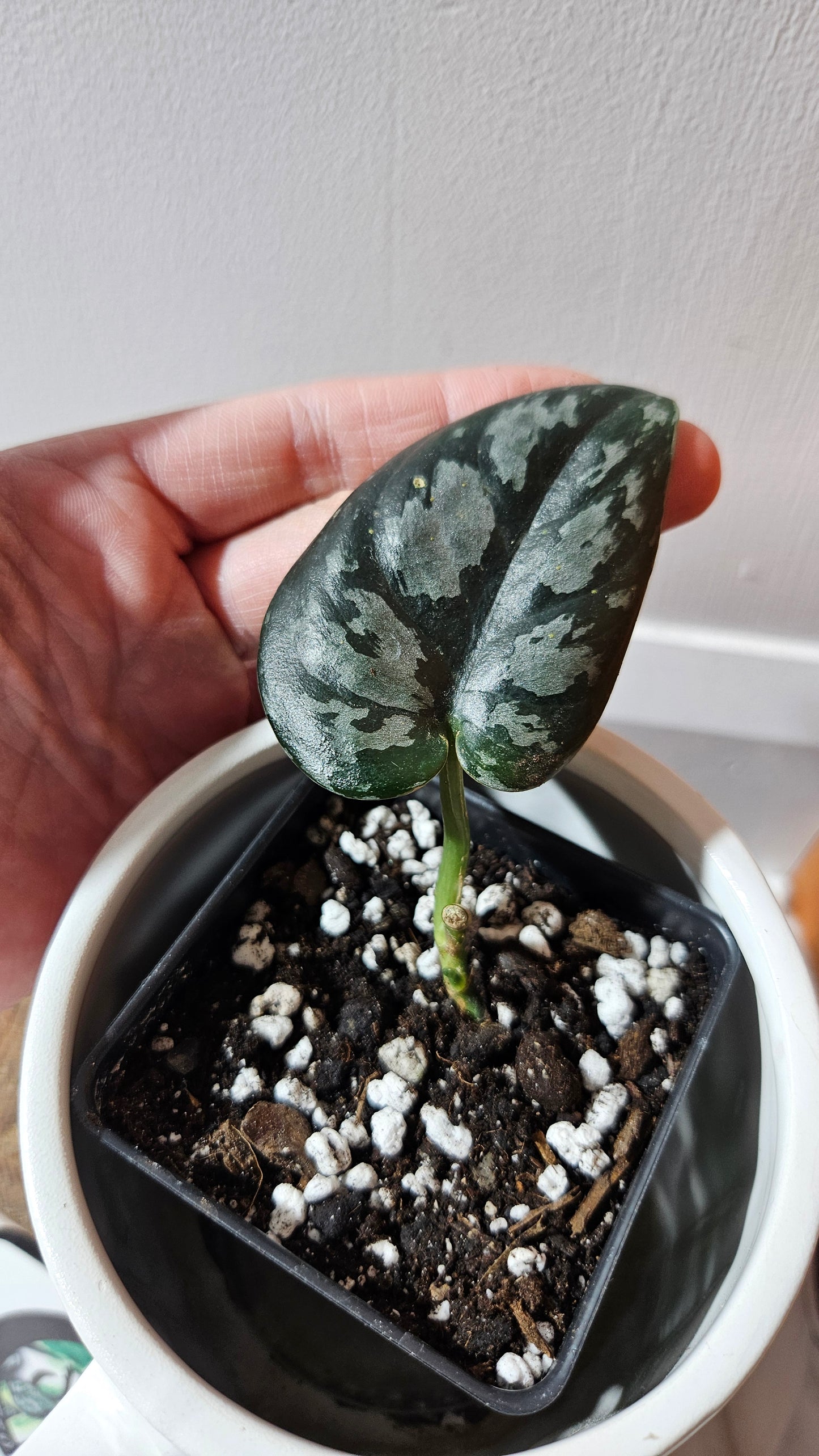 Scindapsus Black Exotica (SCI-1106)
