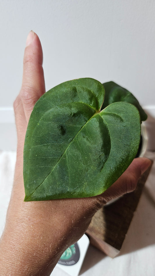 Anthurium Dark Phoenix X Panama "format PETIT" (ANT-493)