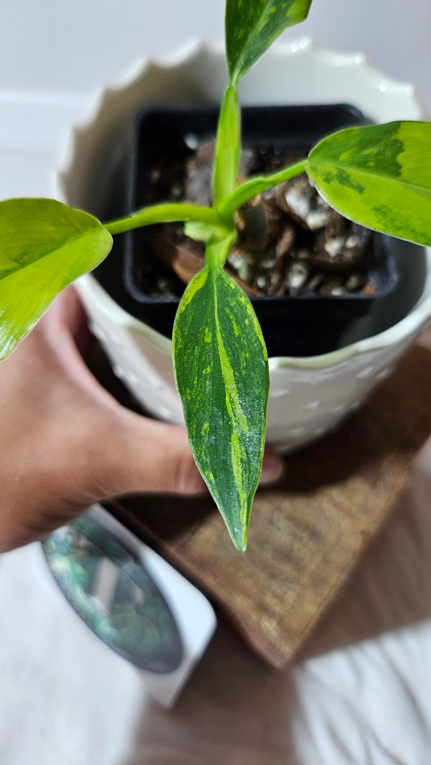 Philodendron Domesticum Variegata (PHI-565)