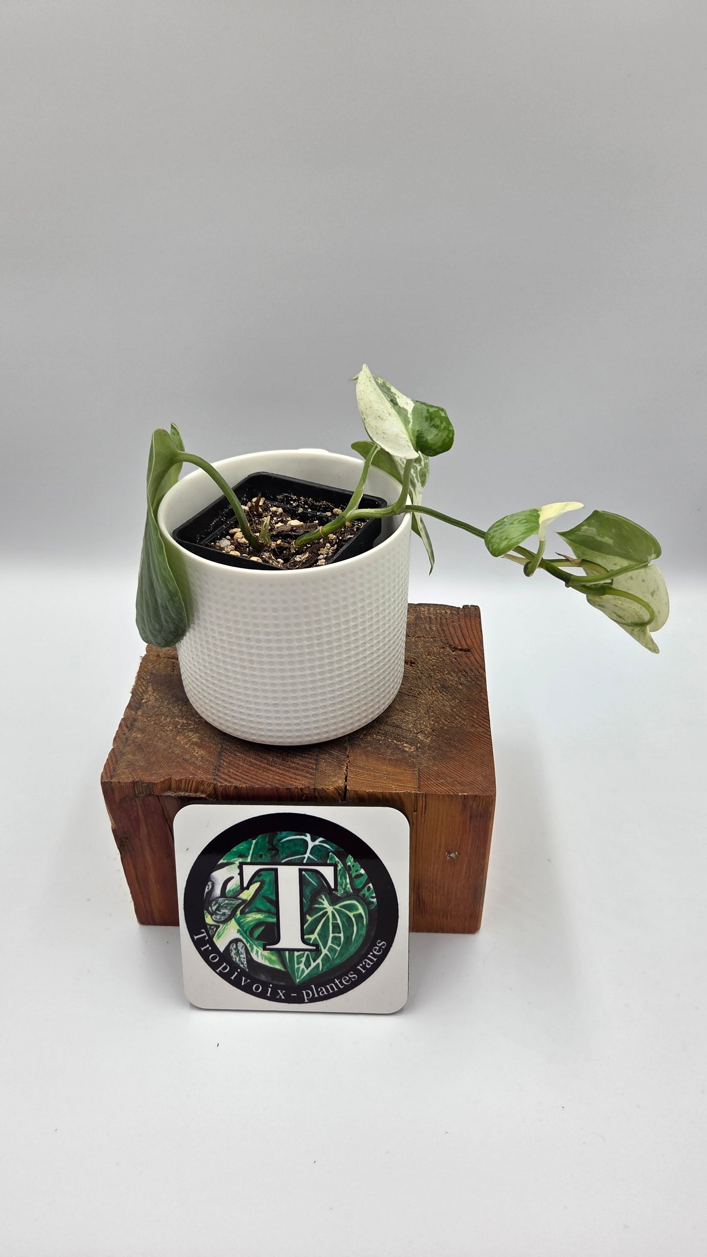 Scindapsus Salamount (SCI-755)
