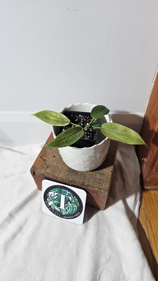 Philodendron Florida Ghost (PHI-567)