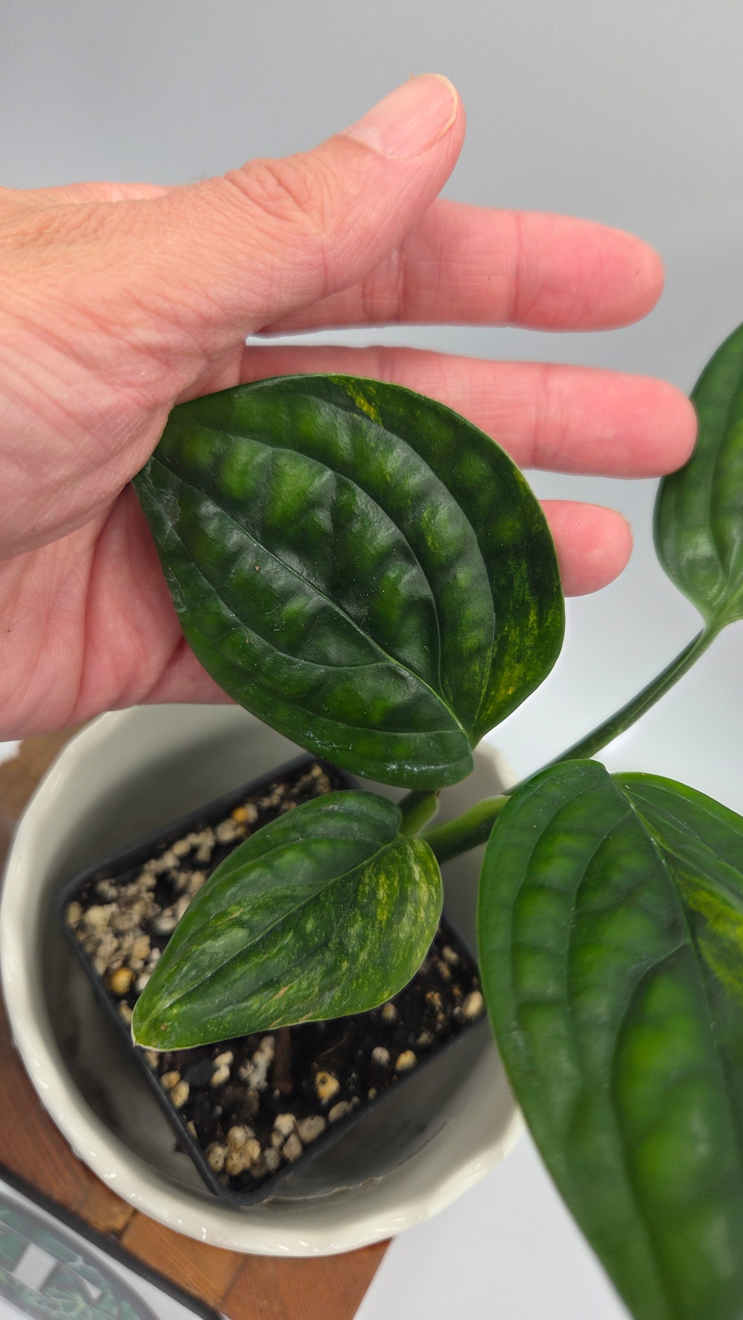 Monstera Karstenianum/Peru Variegata (MON-539)