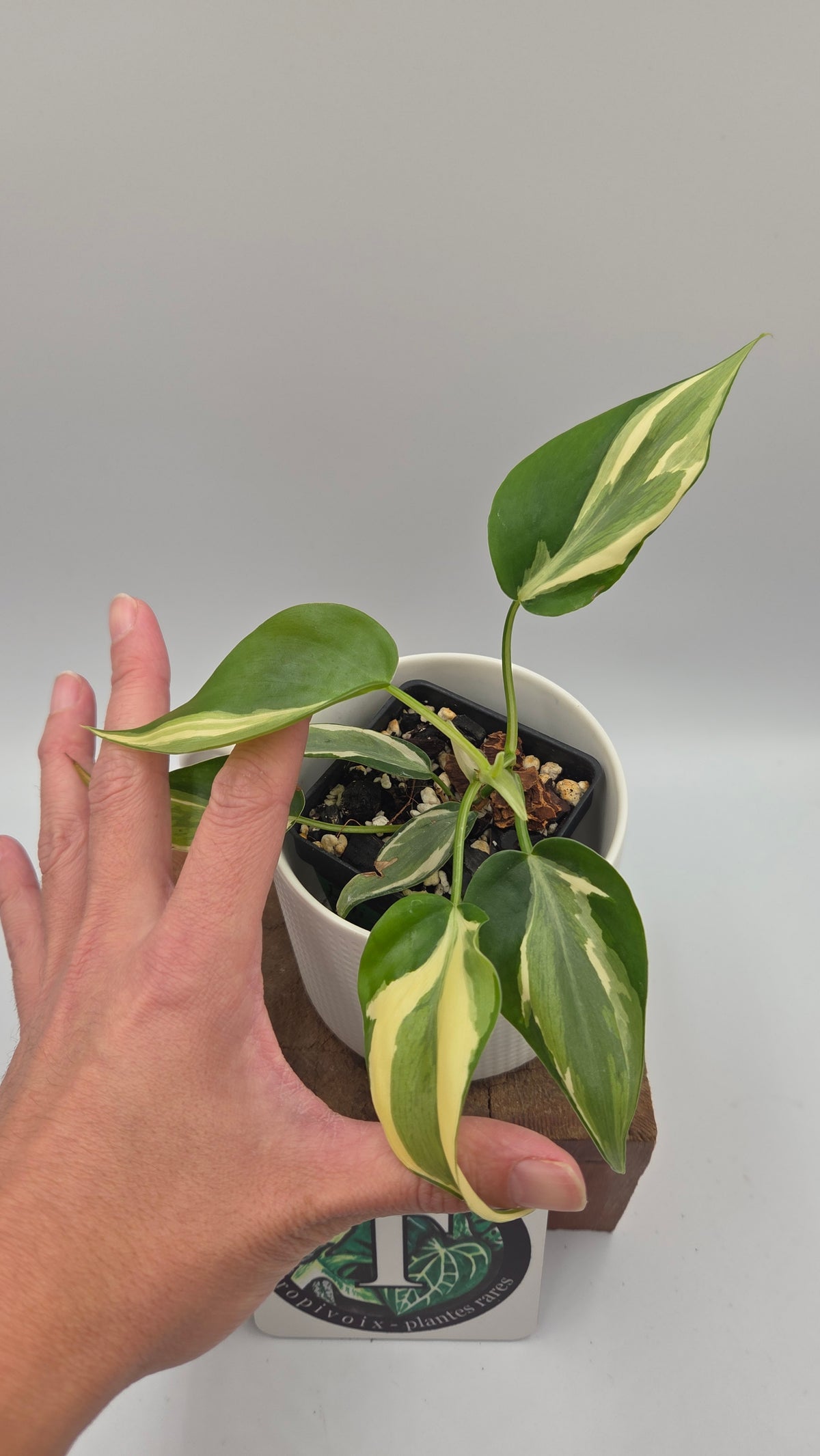 Philodendron Hederaceum Rio (PHI-1108)