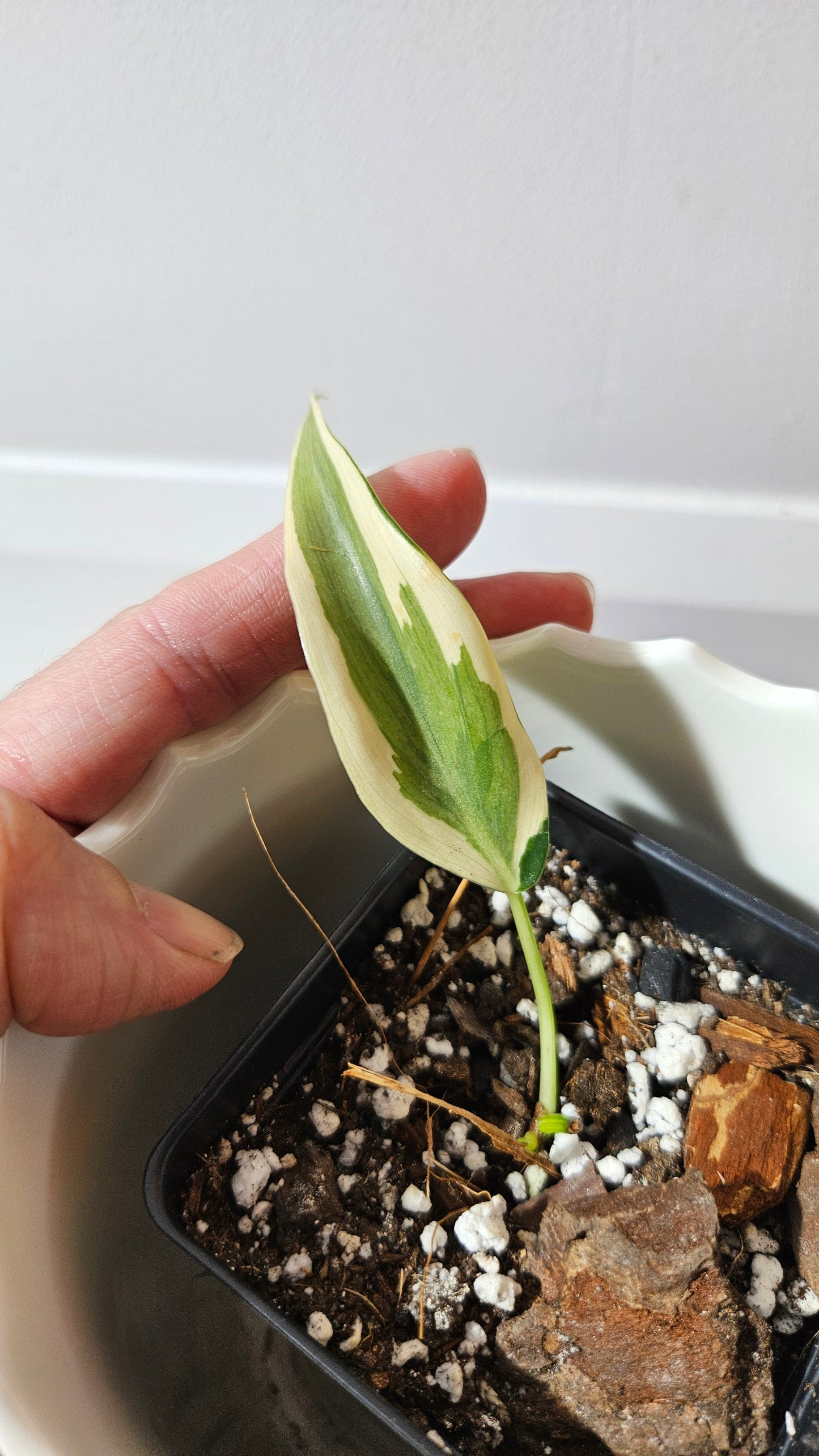 Philodendron Hederaceum Rio (PHI-803)