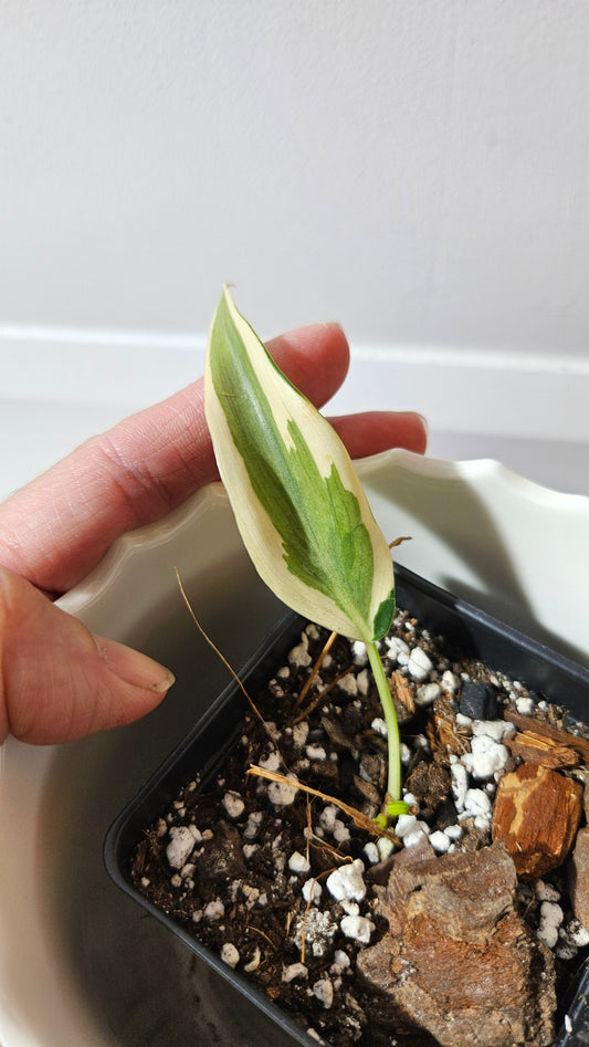 Philodendron Hederaceum Rio (PHI-803)